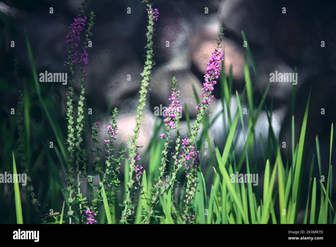 Fiori viola con erba alta vista da vicino Foto Stock