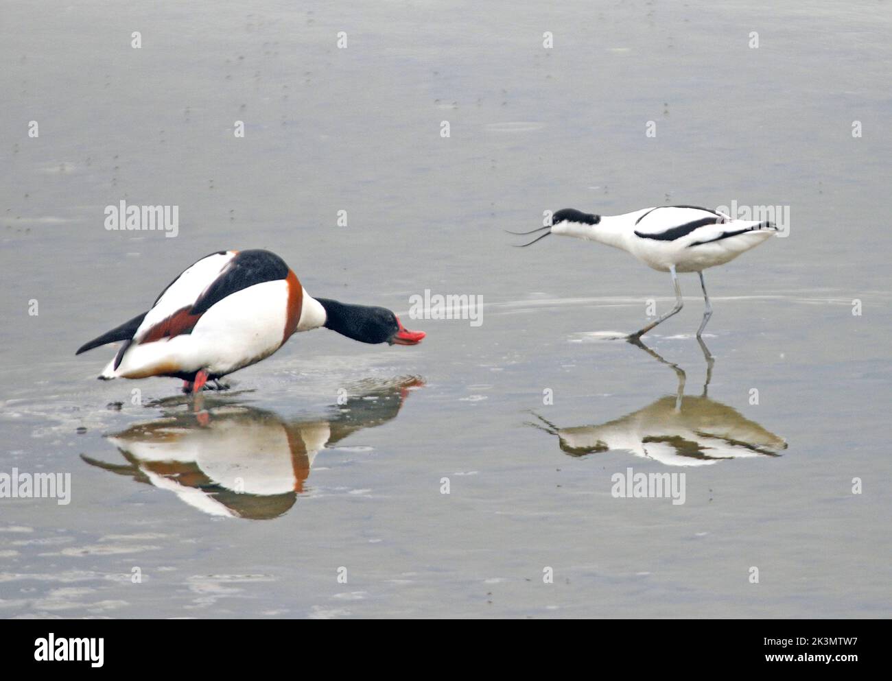 Quando si tratta di chi ottiene il migliore fango-worm, ci sarà solo un vincitore in questa schermaglia tra un avocetto e un shelduck. L'avoceto, spesso soprannominato l'Exocet per il suo comportamento aggressivo nei confronti dei concorrenti per il cibo, e la shelduck erano in preda per gli insetti acquatici quando hanno avvistato la stessa gustosa mortella contemporaneamente. Le piume volarono prima che prevalesse l'anatra più grande, costringendo l'uccello che guadi in un ritiro affrettato e costringendolo a trovare una zona di fango propria alla riserva naturale di Titchfield Haven, Hants . I ripari si nutrono anche di verricelli e granchi, ma in questo momento Foto Stock