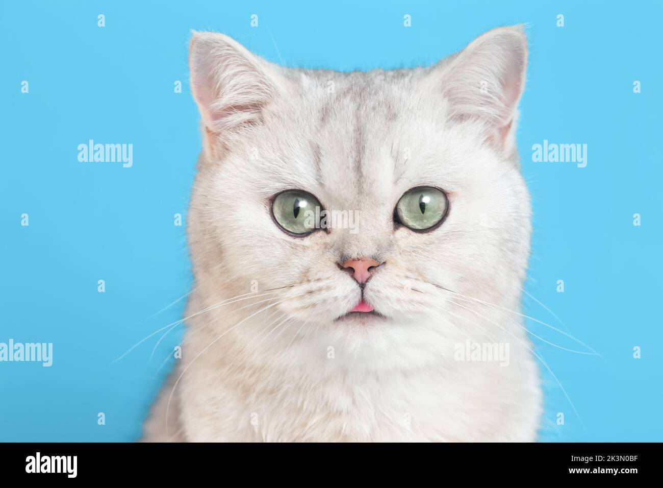Primo piano di divertente gatto bianco britannico su uno sfondo blu, Foto Stock