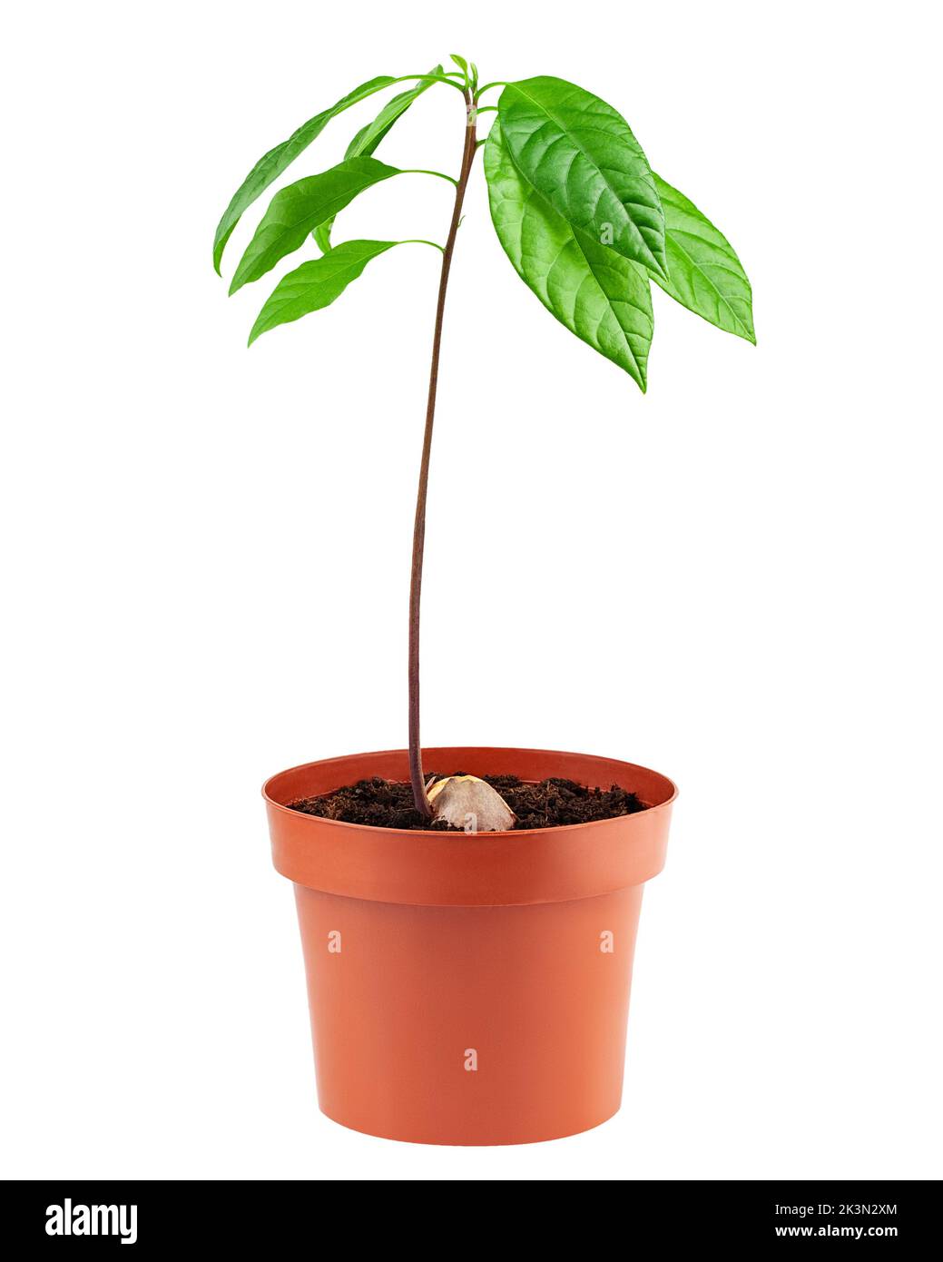 albero di avocado in vaso, isolato su sfondo bianco, percorso di ritaglio, profondità di campo completa Foto Stock