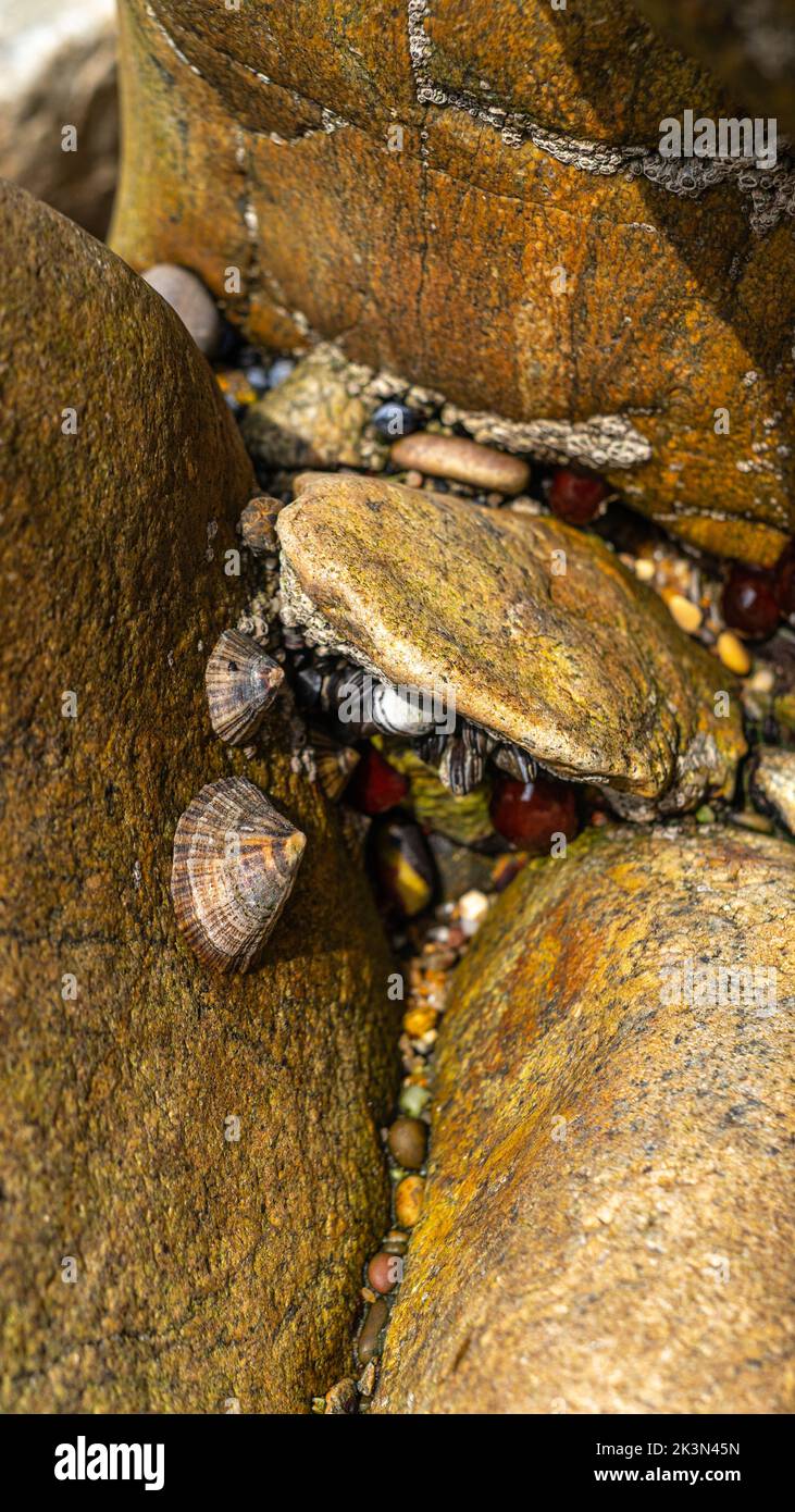 Gruppo di molluschi di limbare commestibili su una roccia Foto Stock