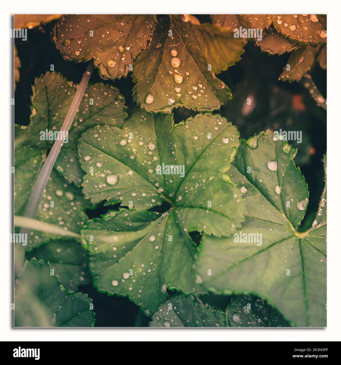 Un primo piano di foglie verdi ricoperte di gocce d'acqua in un'ora d'oro in una cornice Foto Stock