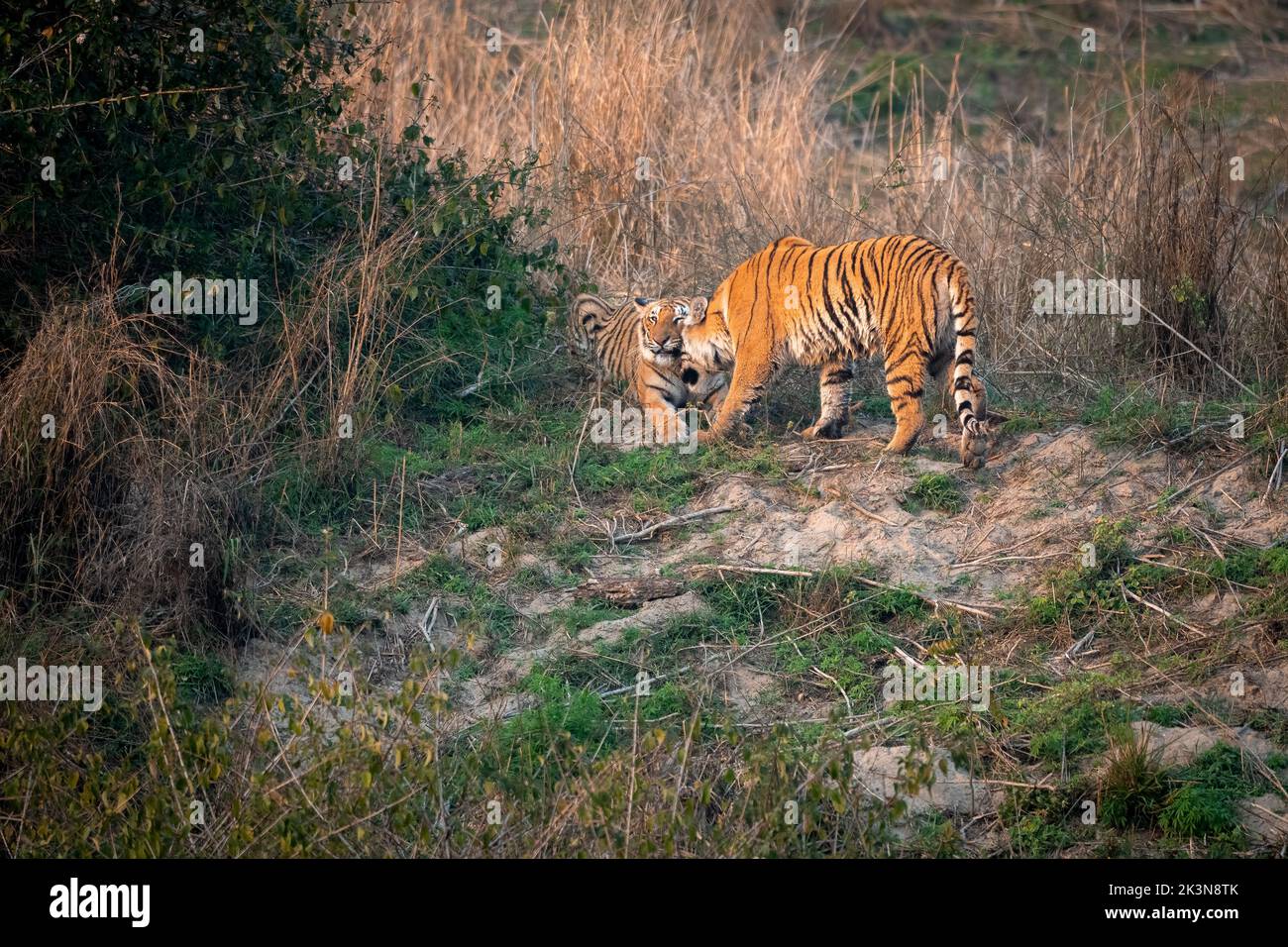 Le tigri sub-adulte si salutano dalle rive del fiume Ragganga al Parco Nazionale Jim Corbett, Uttarakhand, India Foto Stock