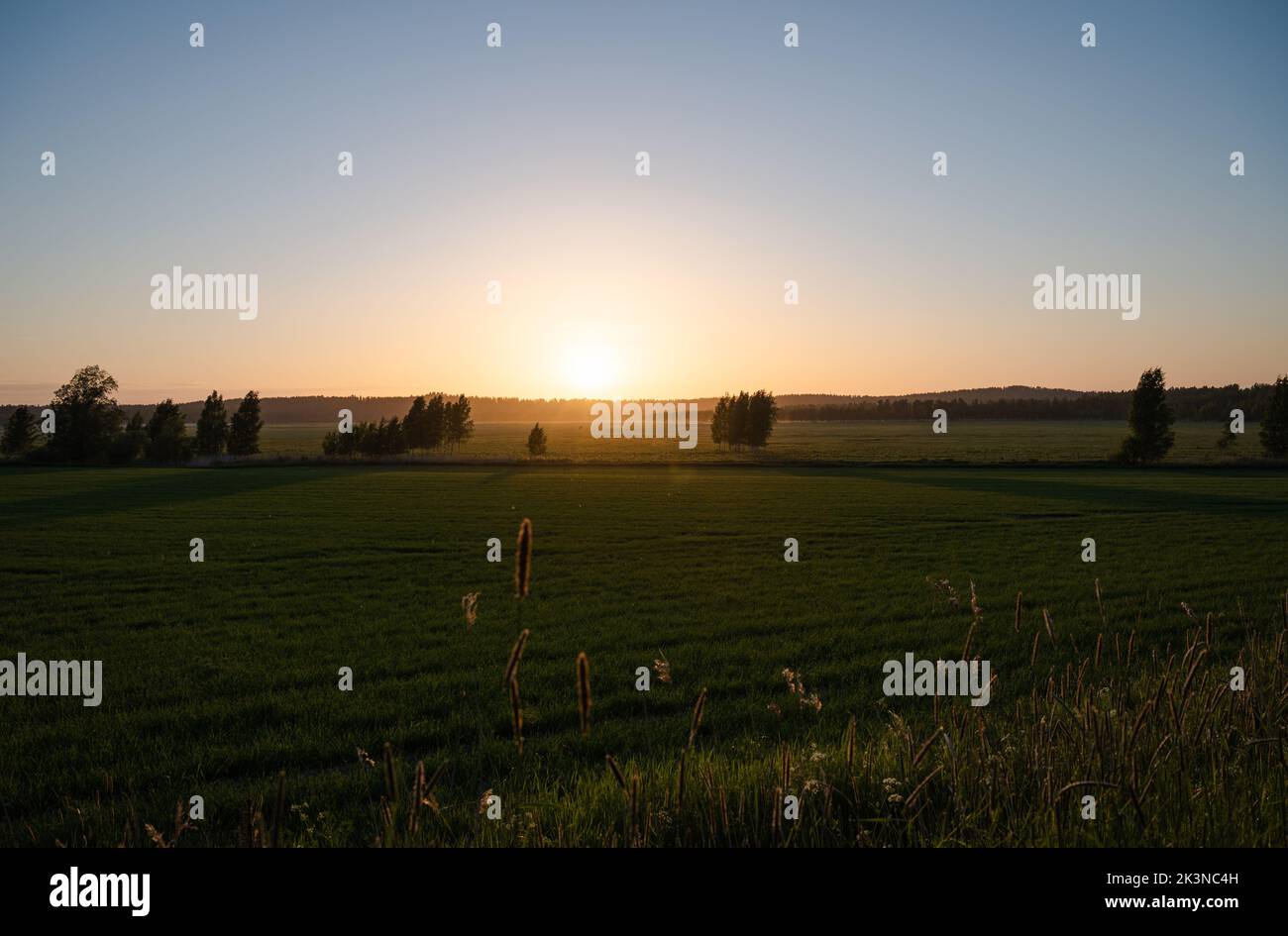 Un bellissimo tramonto dorato sul campo con un paio di alberi. Foto Stock