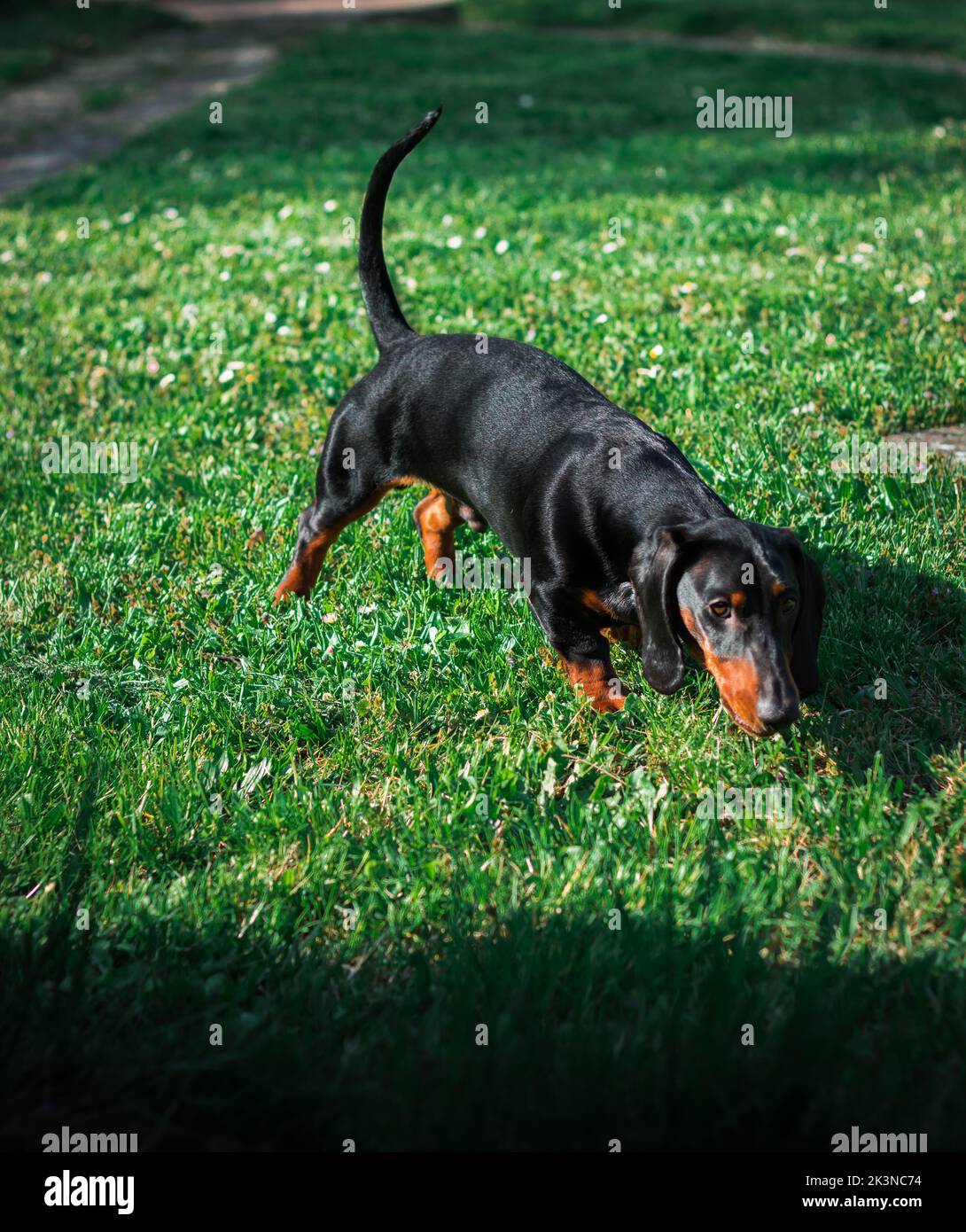 Un colpo verticale di un Dachshund, Sausage Dog Foto Stock