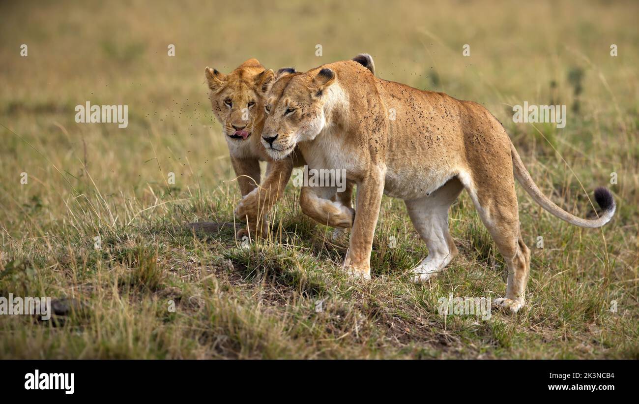 Due leoni femminili, la leonessa che cammina e cerca la caccia catturata nella natura selvaggia Foto Stock