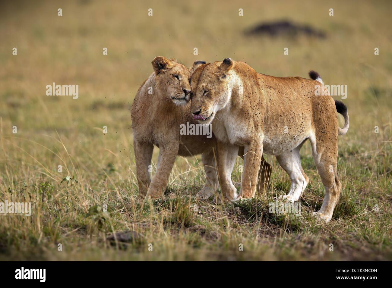 Due leoni femminili, leonessa catturò camminando su una prateria catturata in una savana Foto Stock