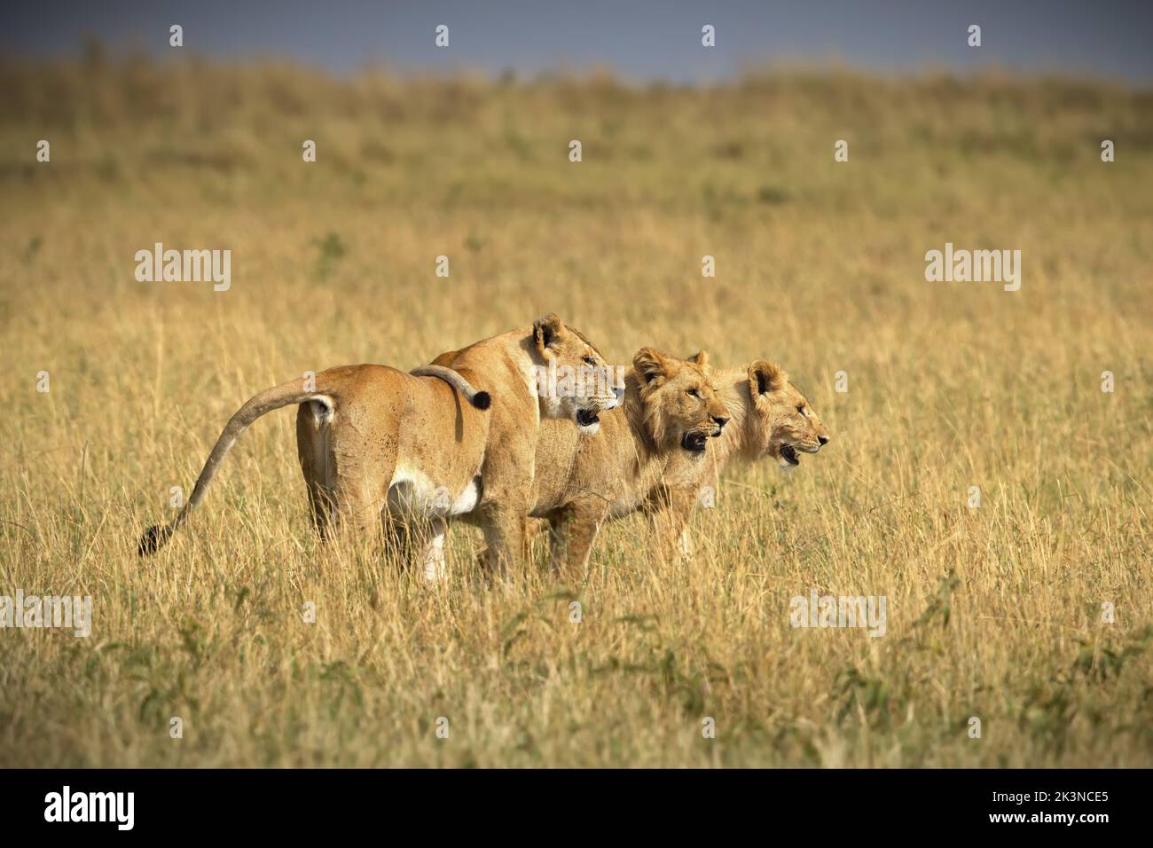 Tre leoni femminili in cerca di caccia catturati ruggenti nella natura selvaggia Foto Stock