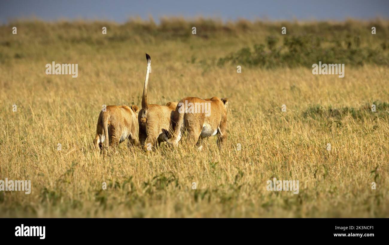 Tre leoni femminili in cerca di caccia catturati da dietro in una savana Foto Stock