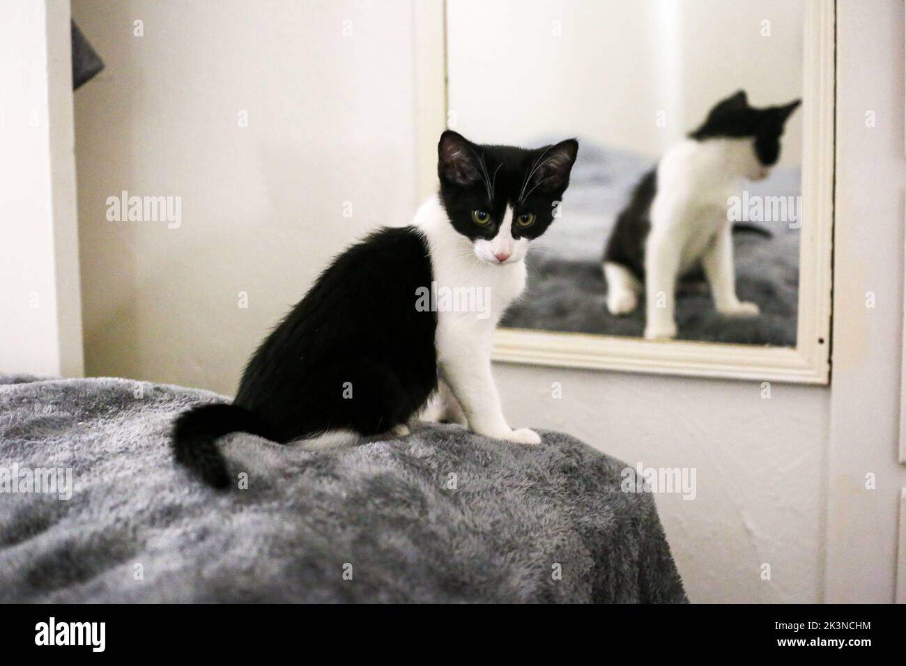 Un gatto bianco e nero davanti ad uno specchio Foto Stock