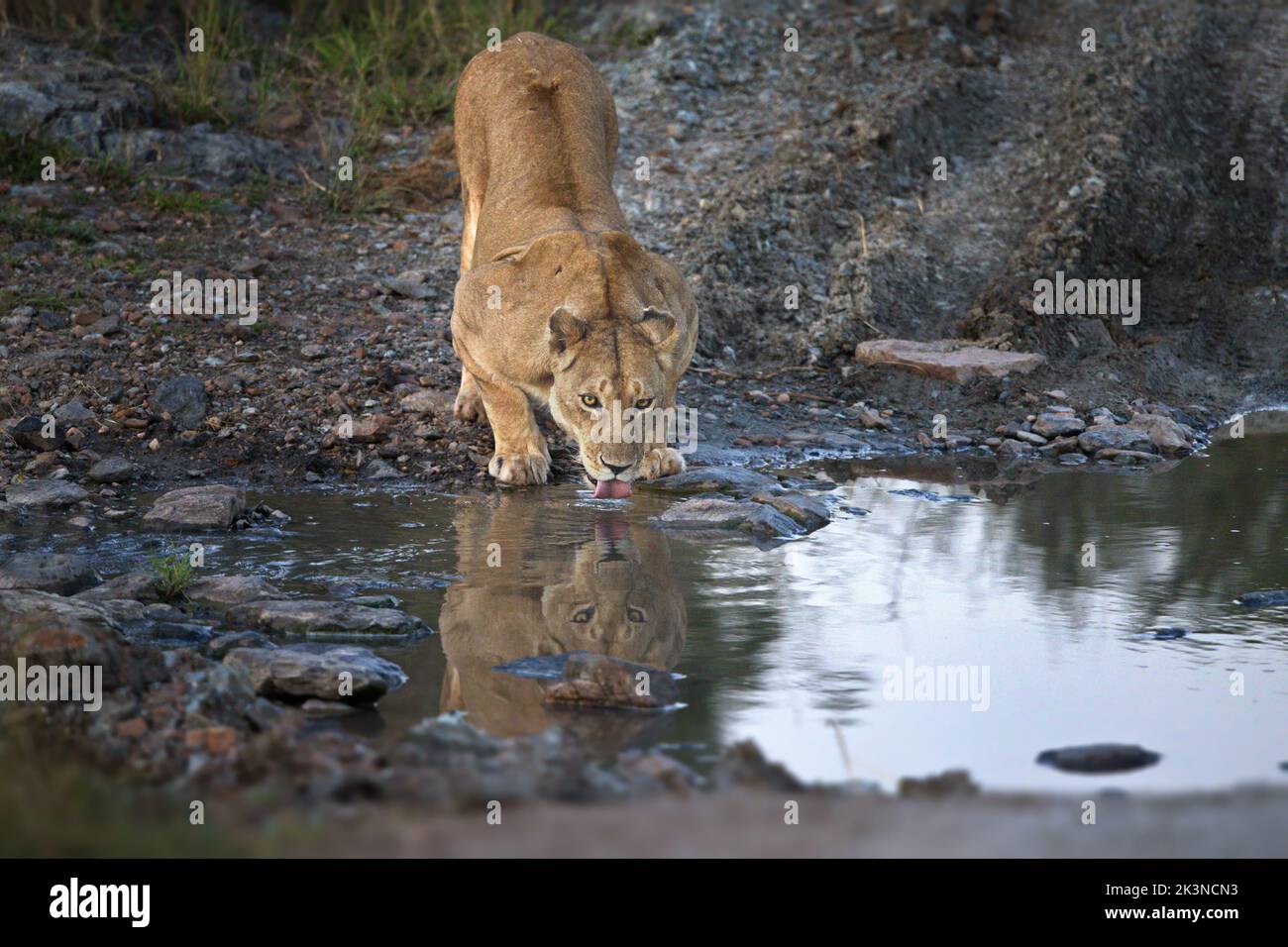 Un leone femminile, acqua potabile senza leoni da uno stagno catturato nel deserto Foto Stock