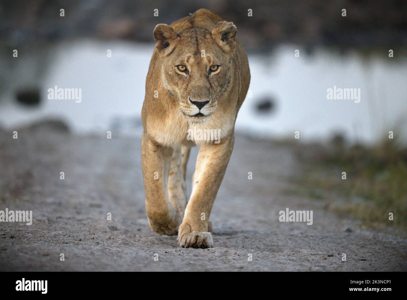 Un ritratto di un leone femminile, leonessa che si avvicina e cammina verso il fotografo Foto Stock