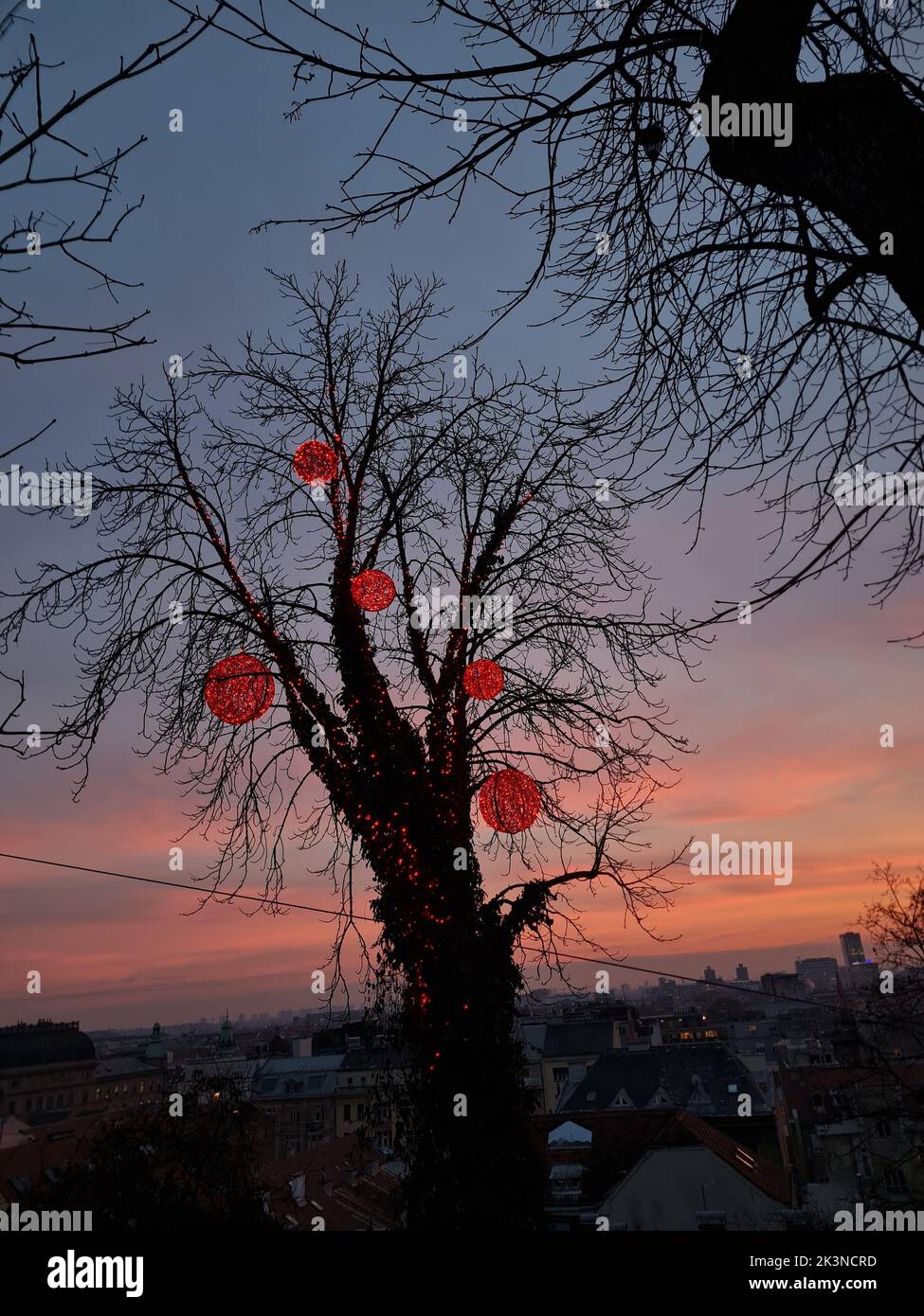 Le lanterne rosse rotonde sui rami di albero nudo durante il tramonto con gli edifici sullo sfondo in Croazia Foto Stock