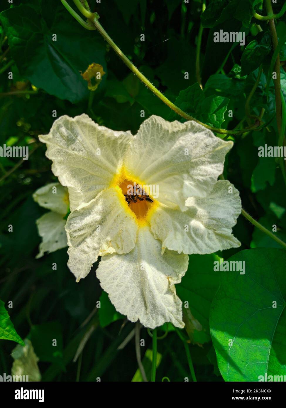 Un fiore bianco che fiorisce con foglie verdi Foto Stock