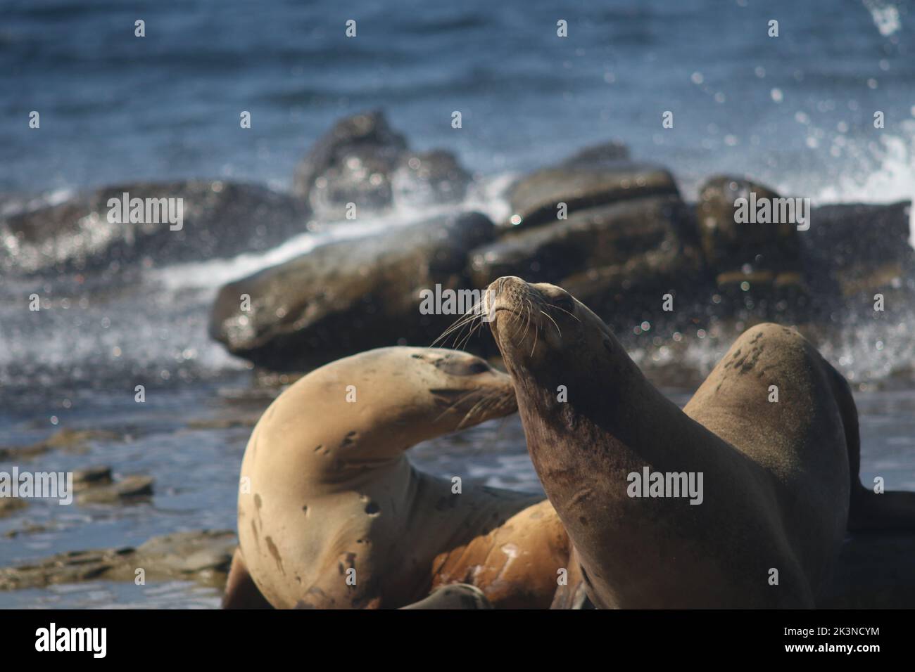 Un primo piano di un gruppo di leoni marini Foto Stock