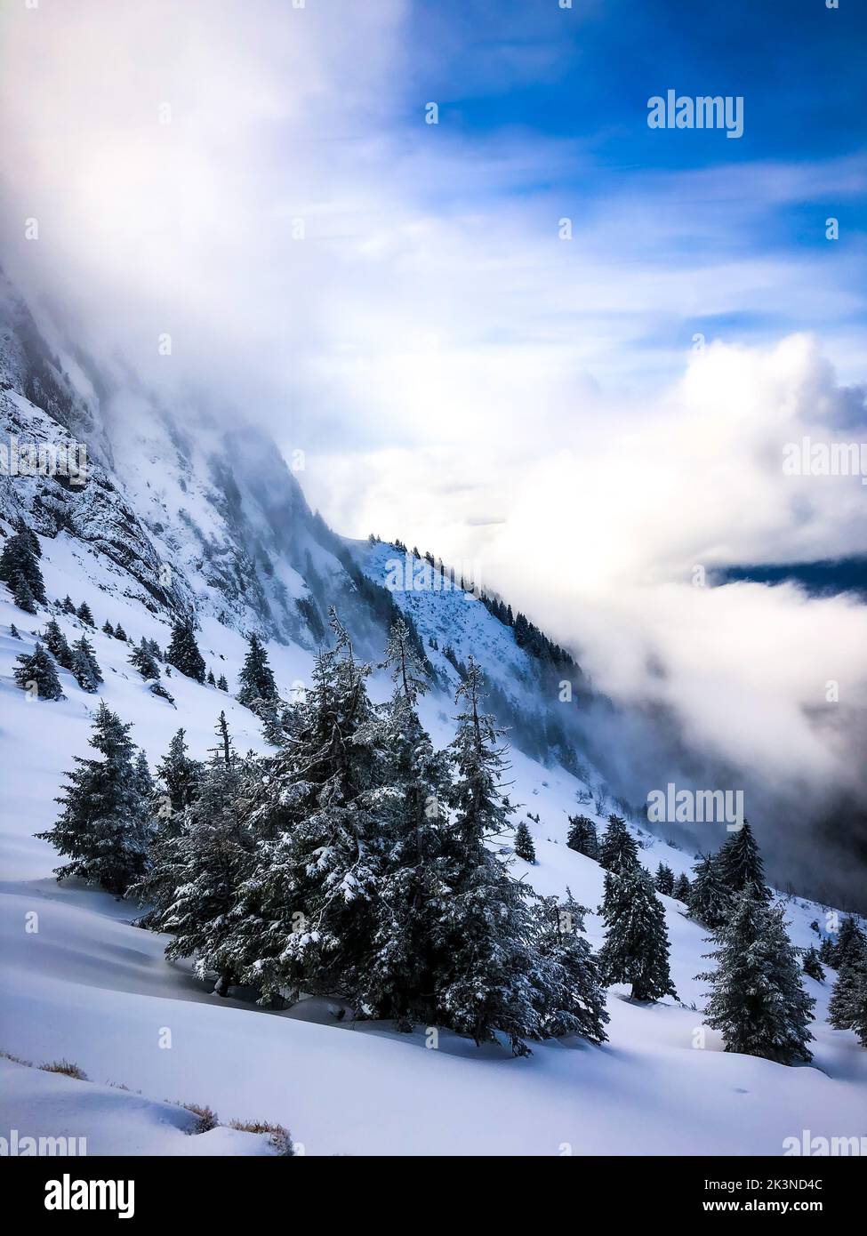 Uno scatto verticale di alberi sempreverdi su montagna innevata in una giornata di nebbia Foto Stock