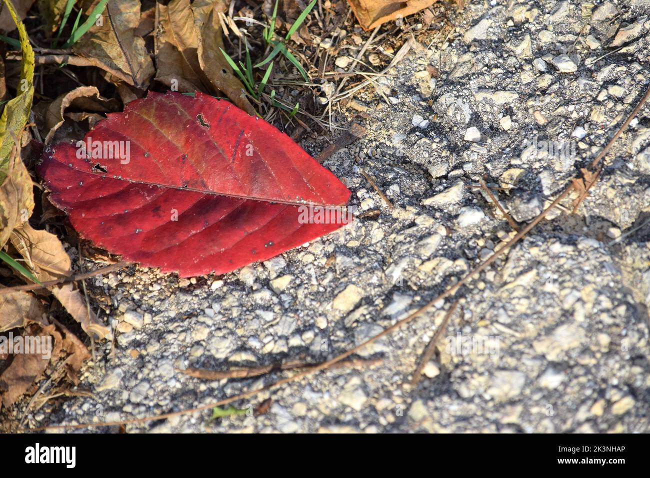 Autunno inizia Foto Stock