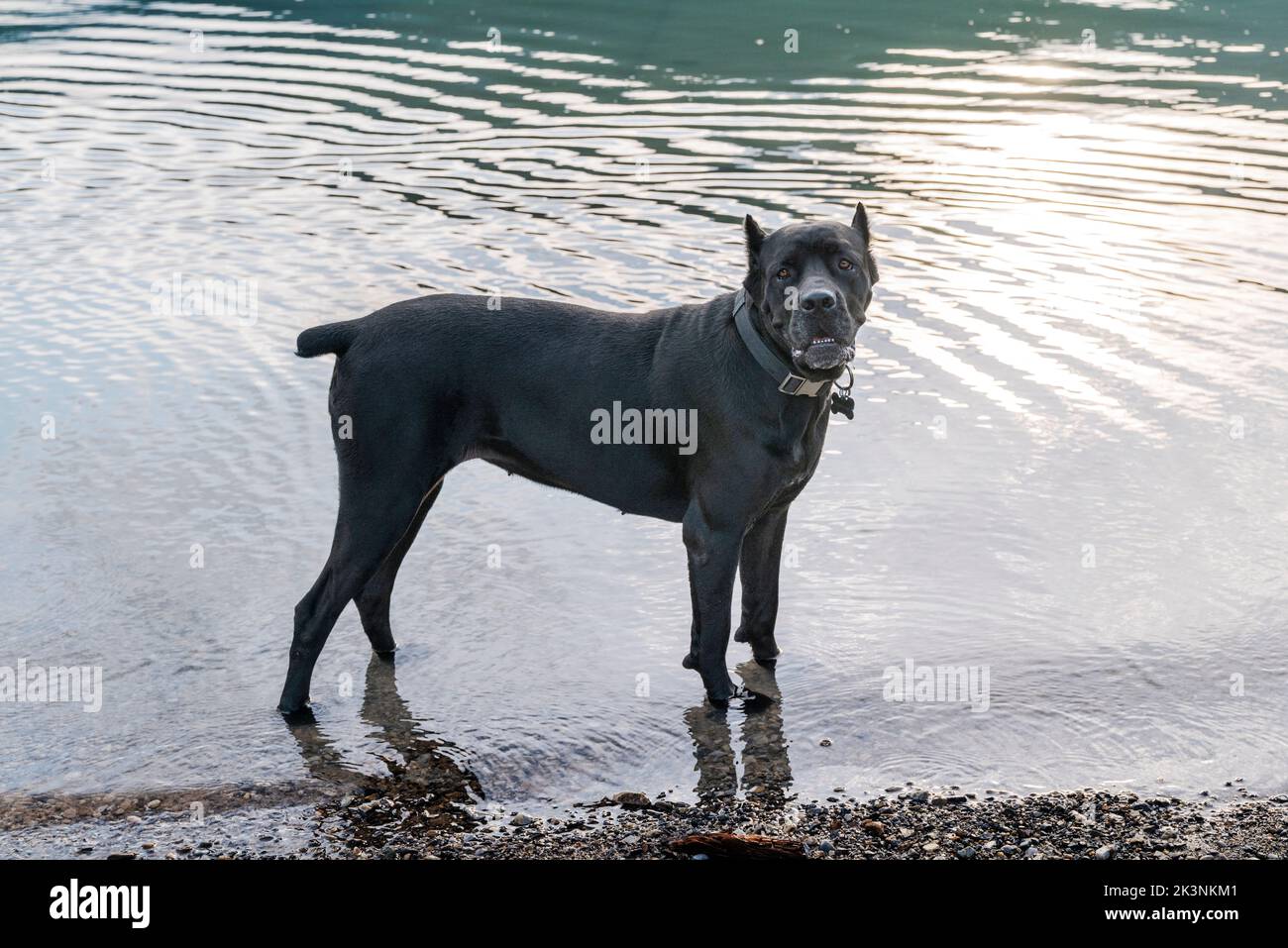 Grande cane da compagnia a Muncho Lake; lungo l'autostrada Alaska; British Columbia; Canada Foto Stock