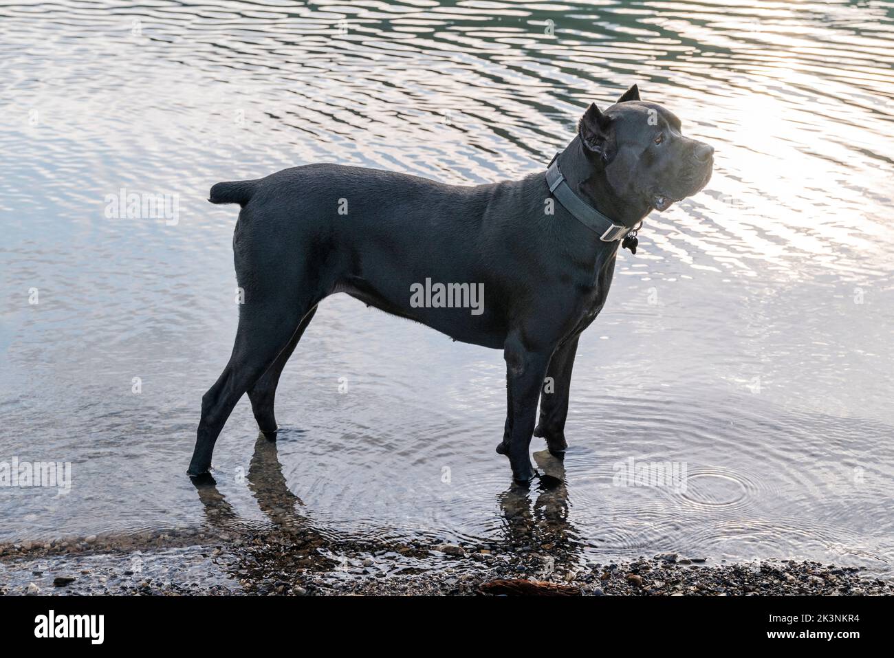 Grande cane da compagnia a Muncho Lake; lungo l'autostrada Alaska; British Columbia; Canada Foto Stock