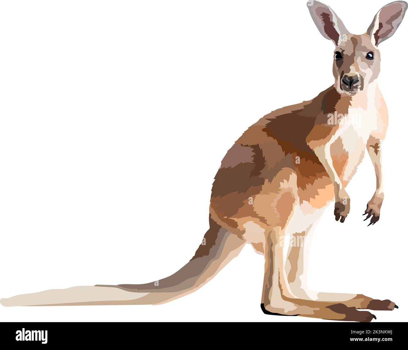 Canguro realistico su sfondo bianco disegno vettoriale. Illustrazione Vettoriale