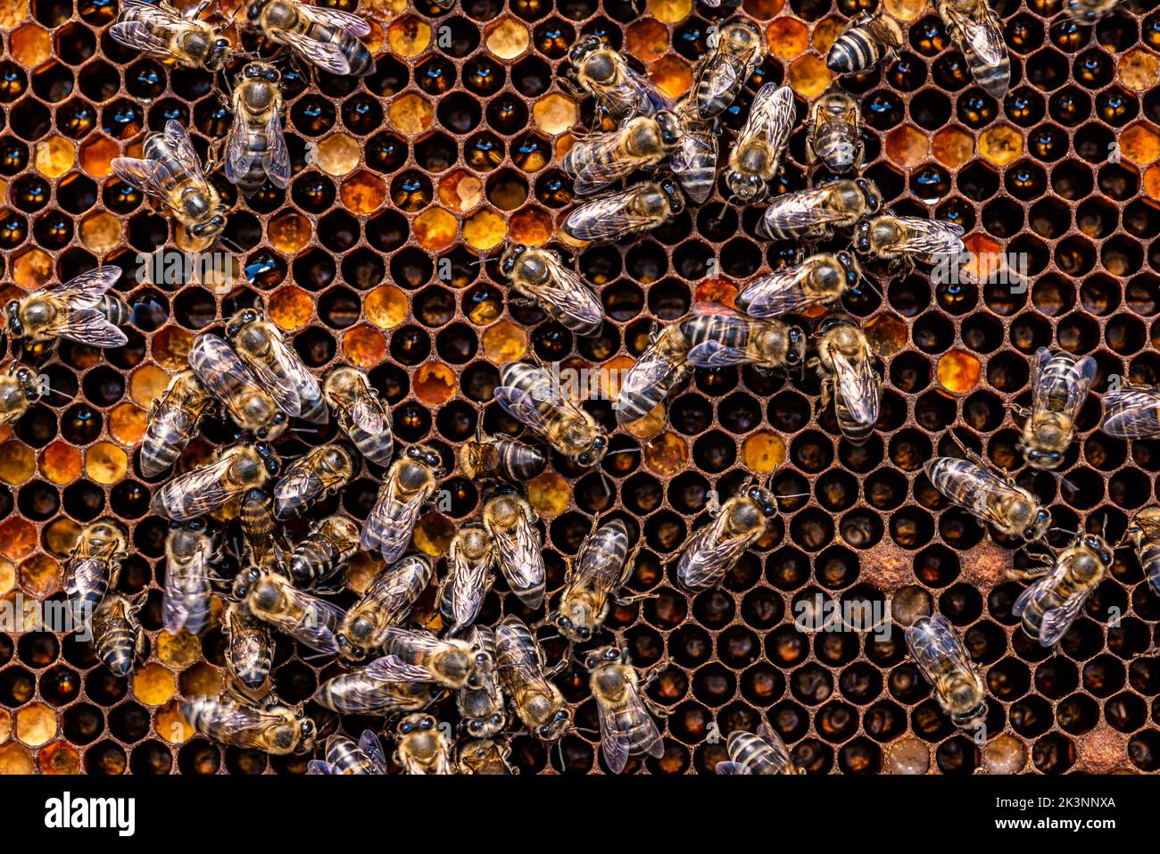 Api mellifere in alveare con miele, larve visibili e api regine Foto Stock