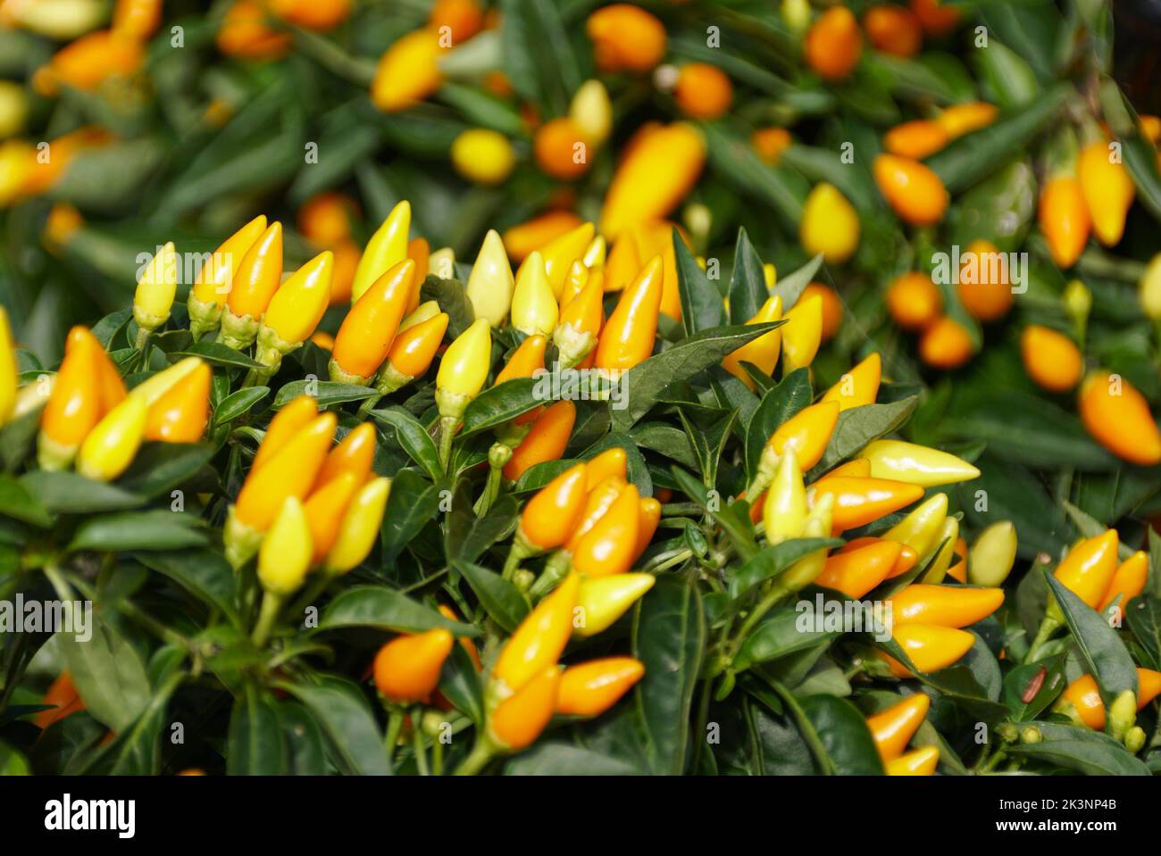 Il colore giallo brillante del peperone ornamentale 'Sedona Sun' Foto Stock