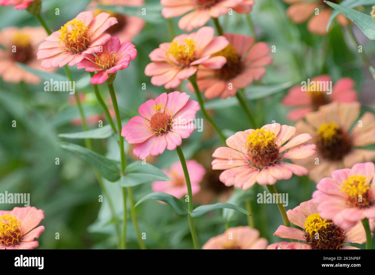 Dettagli dei centri di fioritura, fiori di zinnia a gambo lungo. Foto Stock