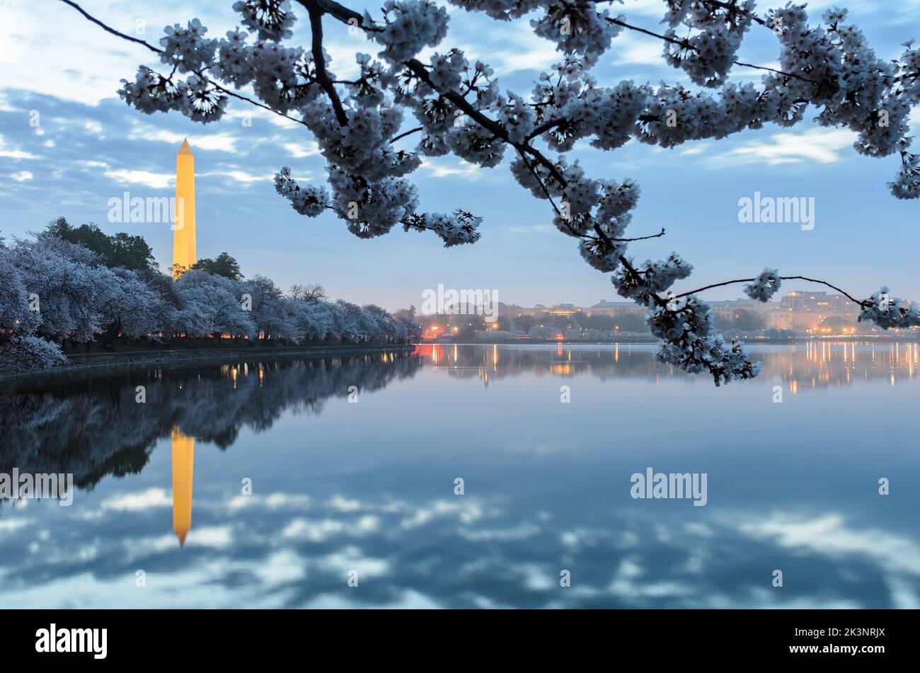 Il Washington Monument riflette nel bacino del Tidal a Washington DC all'alba durante il Cherry Blossom Festival Foto Stock