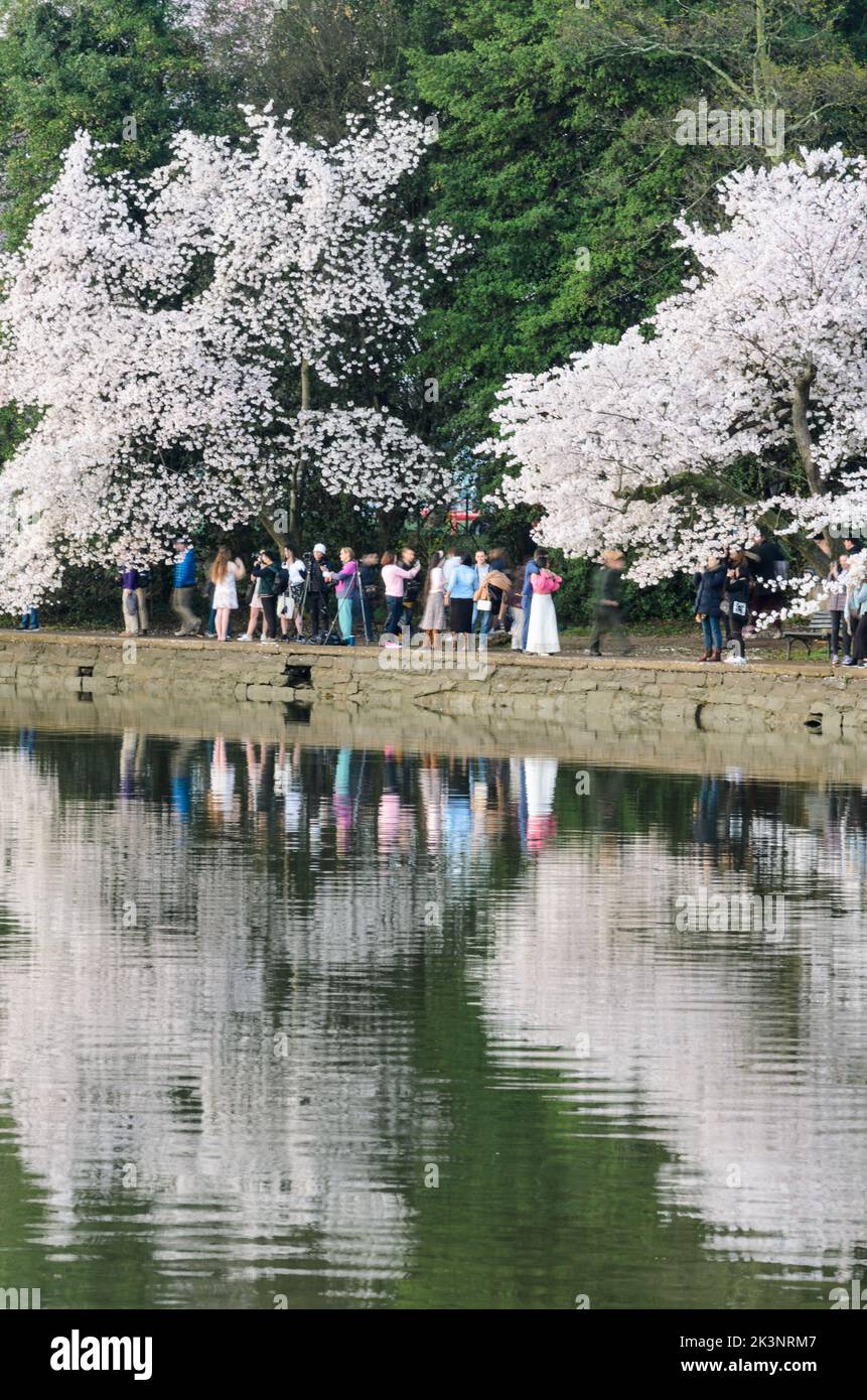 Gente che si infila nel bacino del Tidal per vedere il Cherry Blossom Festival a Washington DC Foto Stock