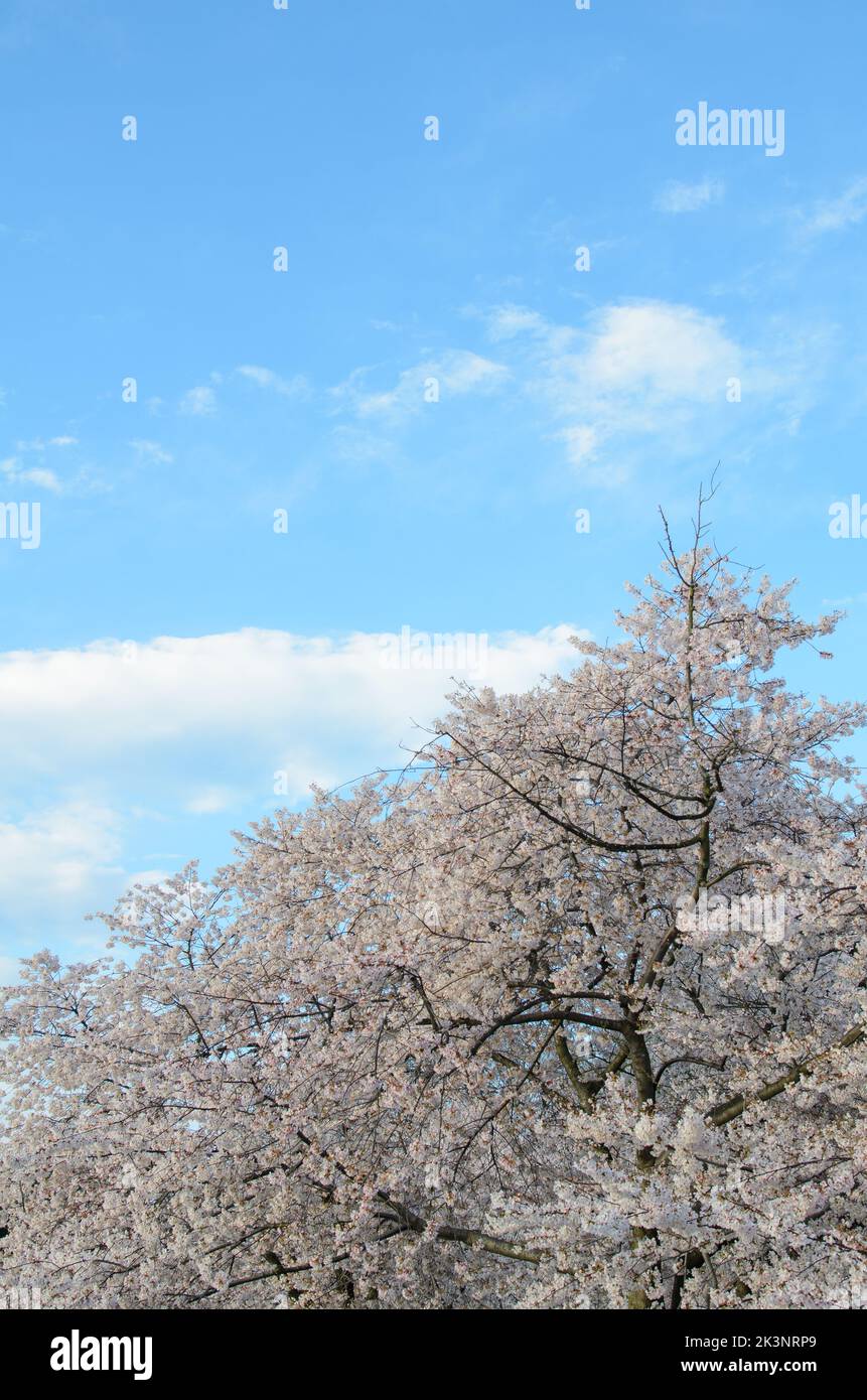 Alberi di ciliegio sotto un cielo blu durante il Cherry Blossom Festival a Washington DC Foto Stock