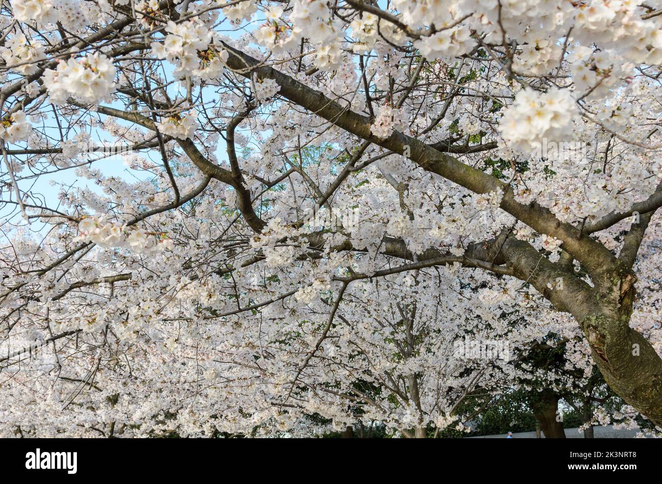 Alberi di ciliegio durante il Cherry Blossom Festival a Washington DC Foto Stock