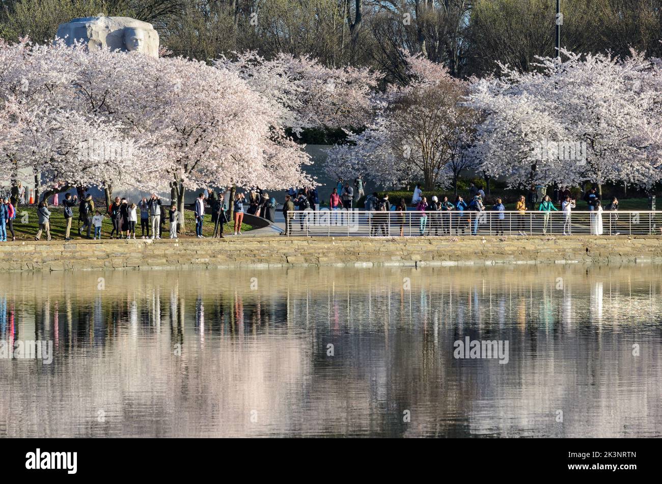 Il MLK Memorial al Tidal Basin di Washington DC durante il Cherry Blossom Festival Foto Stock