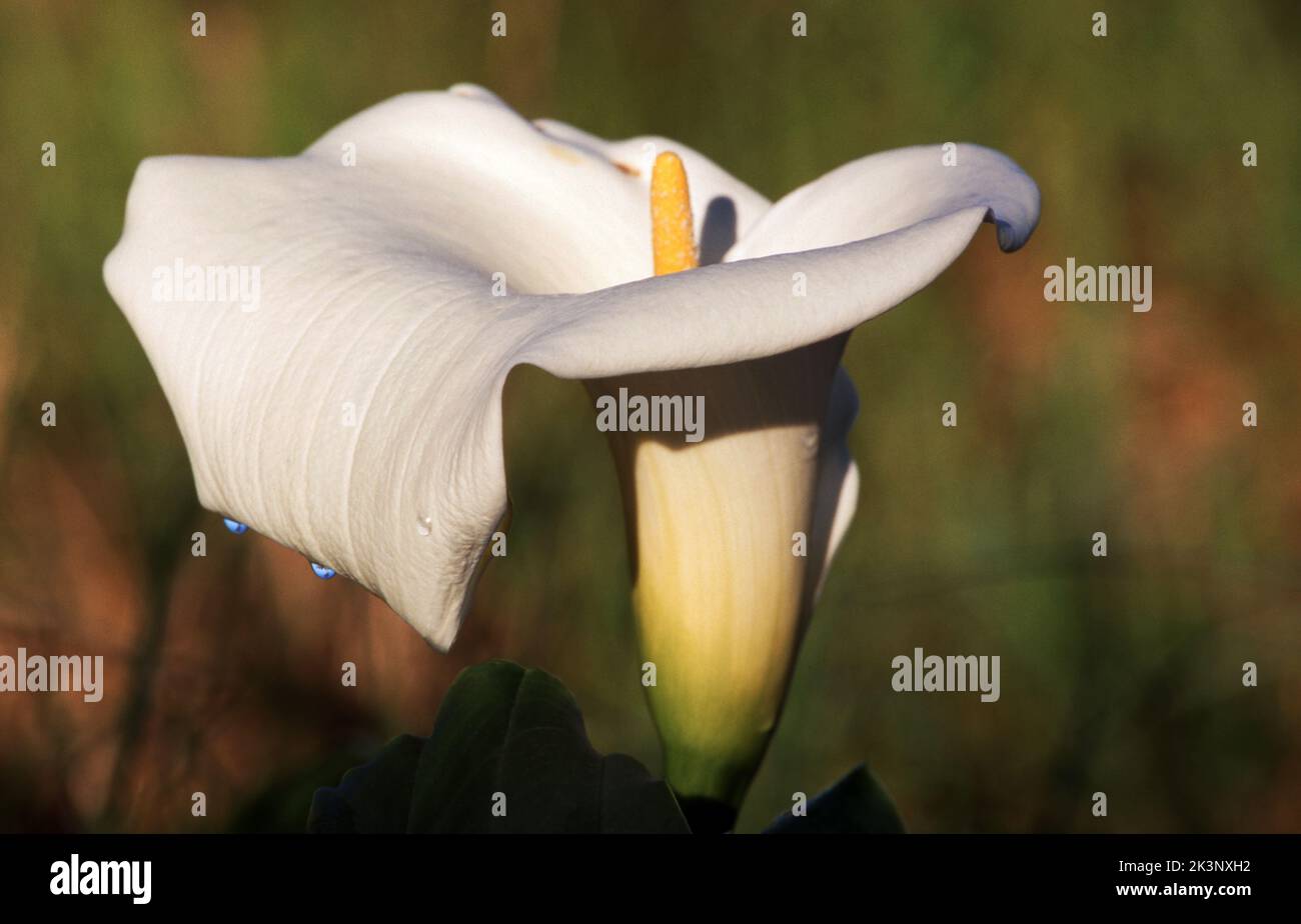 SINGOLO BIANCO ARUM LILY Foto Stock