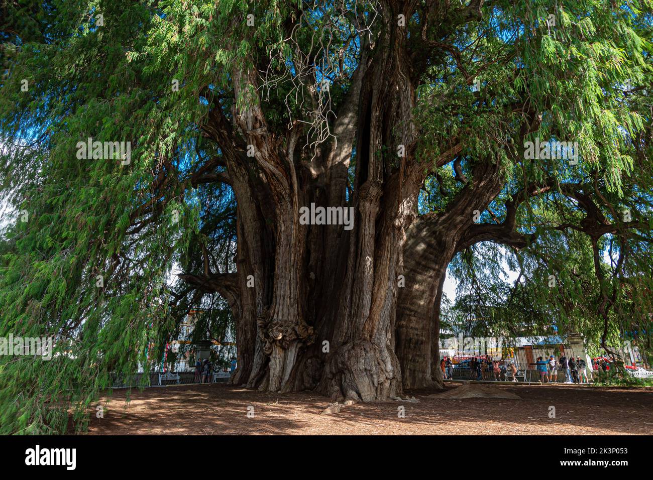 L'antico albero situato a Santa Maria del Tule, Oaxaca Foto Stock