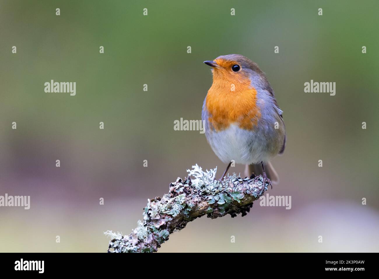 Robin [ Erithacus rubecula ] su ramoscello coperto di lichene o bastone Foto Stock
