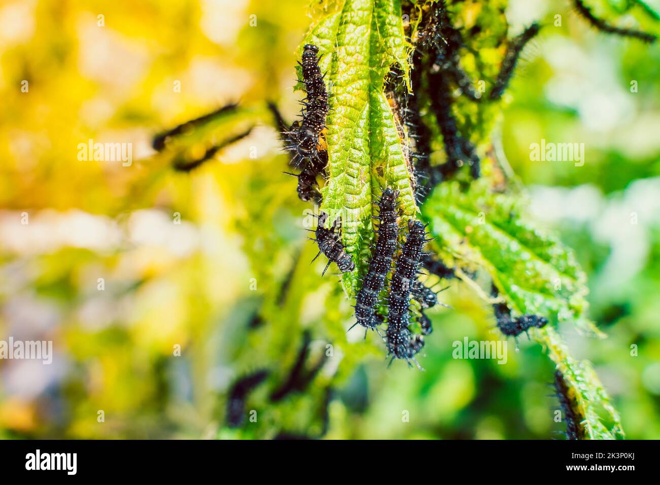 Le foglie di ortica si avvicinano a quelle mangiate dai pilastri neri con spine e puntini bianchi. Fase del bruco alla farfalla di pavone Foto Stock
