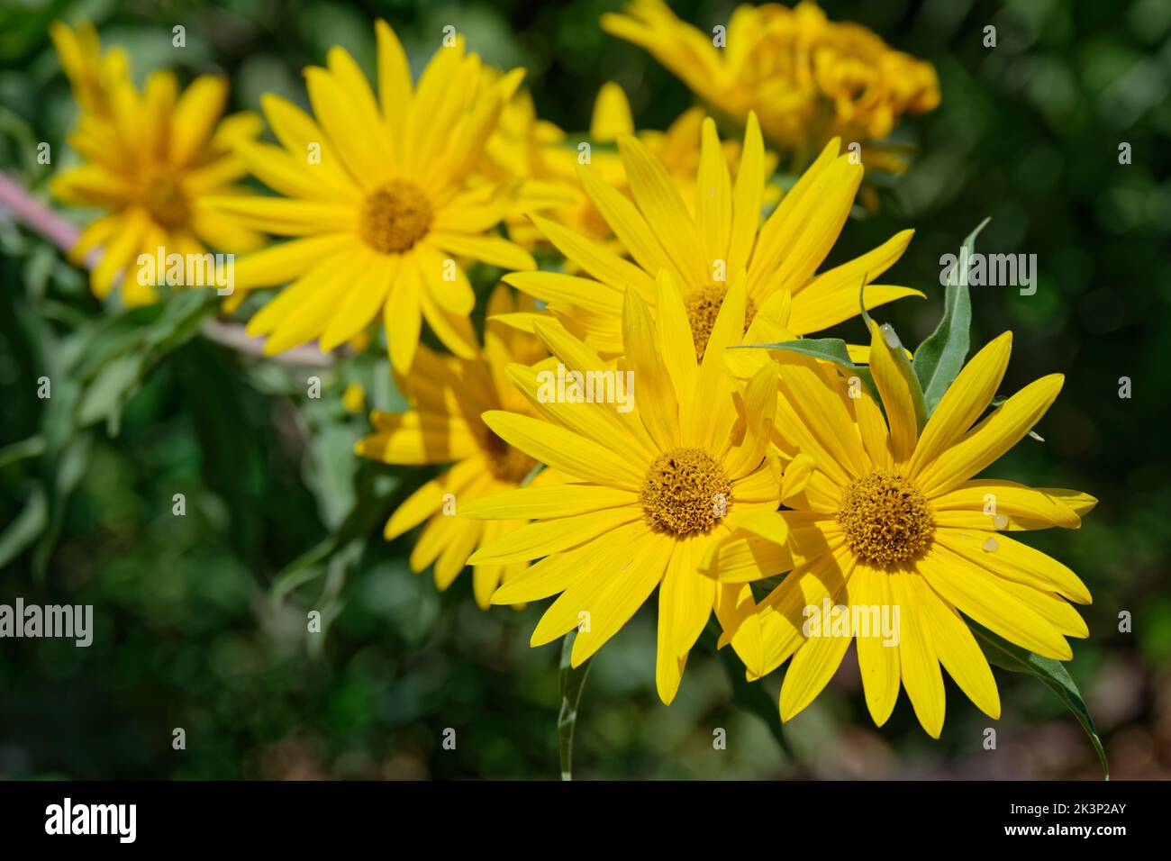 Il Girasole Massimiliano (Helianthus maximiliani) è un'erba perenne di ramificazione, originaria degli Stati Uniti centrali Foto Stock