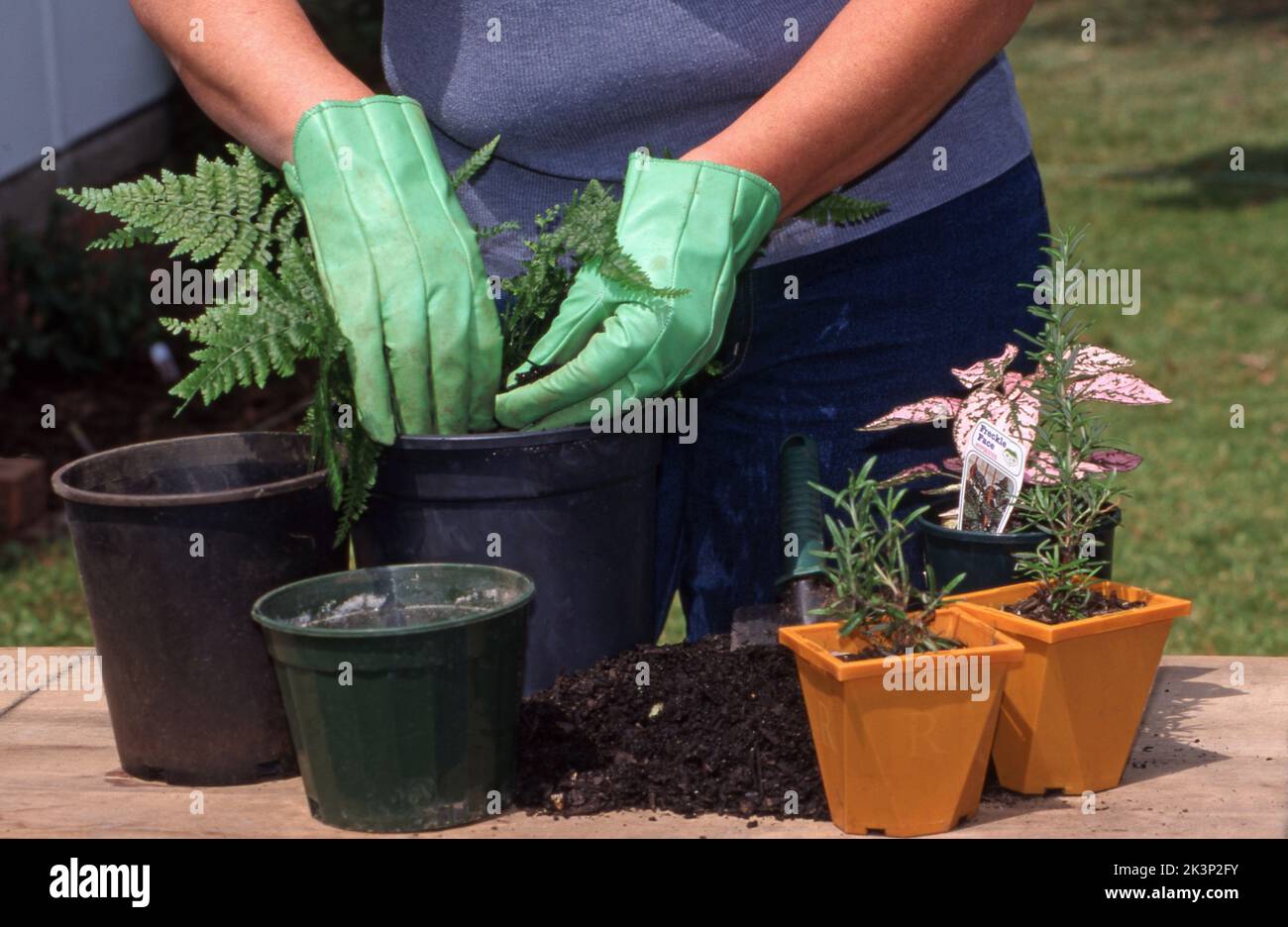 GARDENDER FEMMINILE REPOTTING PIANTE GIOVANI IN GRANDI POTS OUTDOOR. AUSTRALIA. Foto Stock