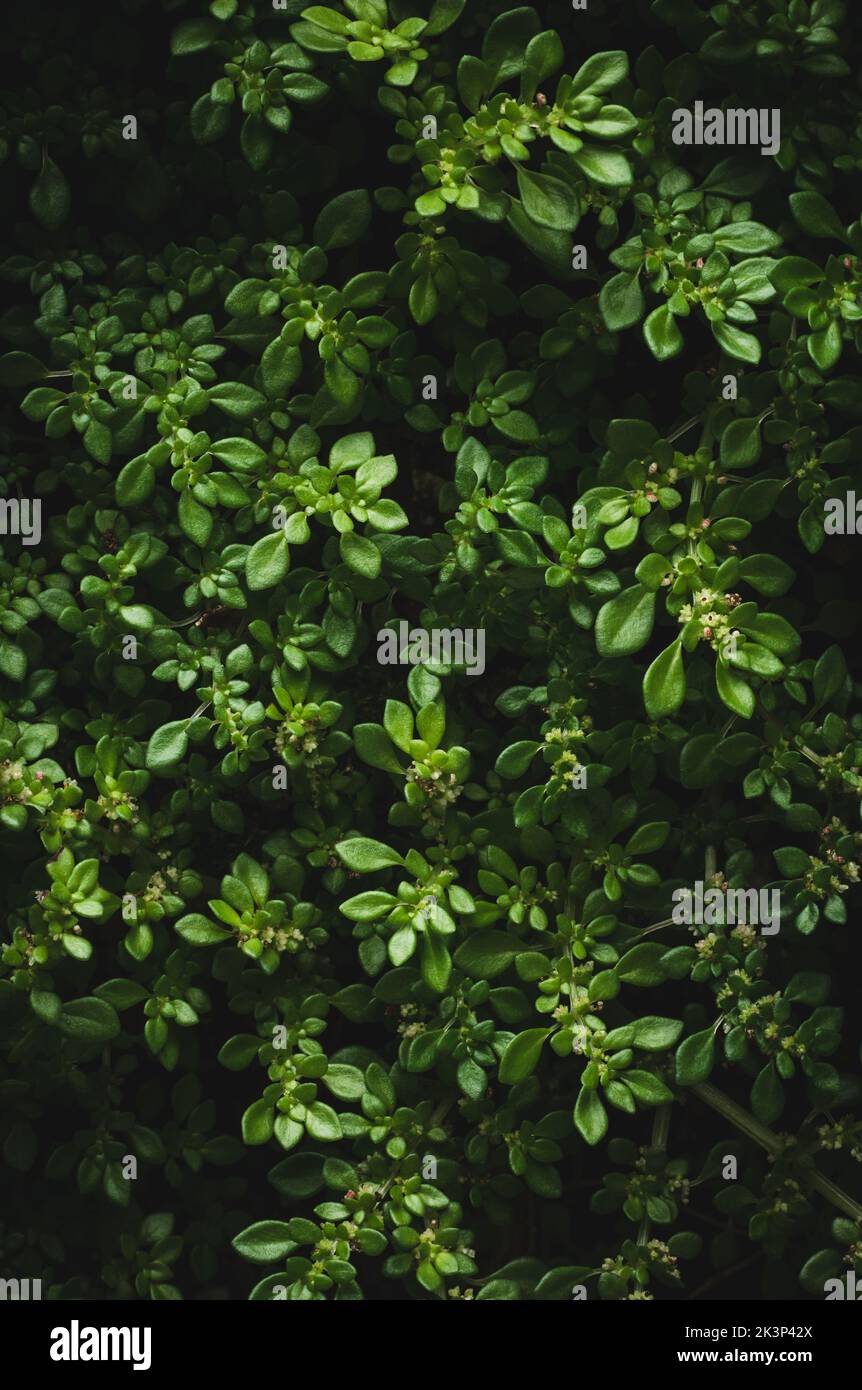 astratto di foglie verdi tropicali, motivo di texture naturale di sfondo, carta da parati di fogliame in full frame Foto Stock