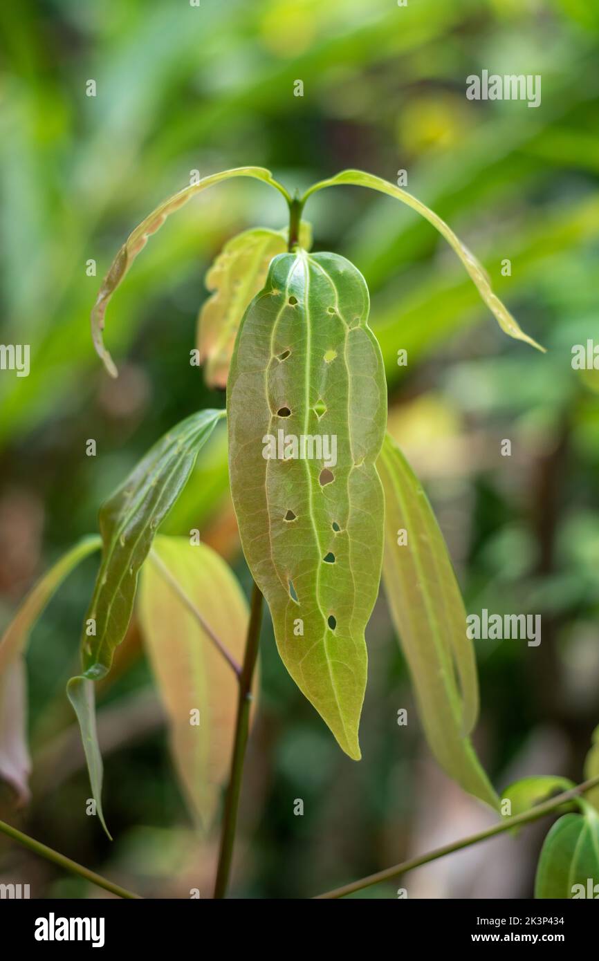 primo piano di giovani foglie di piante di cannella con buchi, cinnamomum verum, cabilonia albero di cannella, erbe officinali mangiate o danneggiate da insetti o parassiti Foto Stock