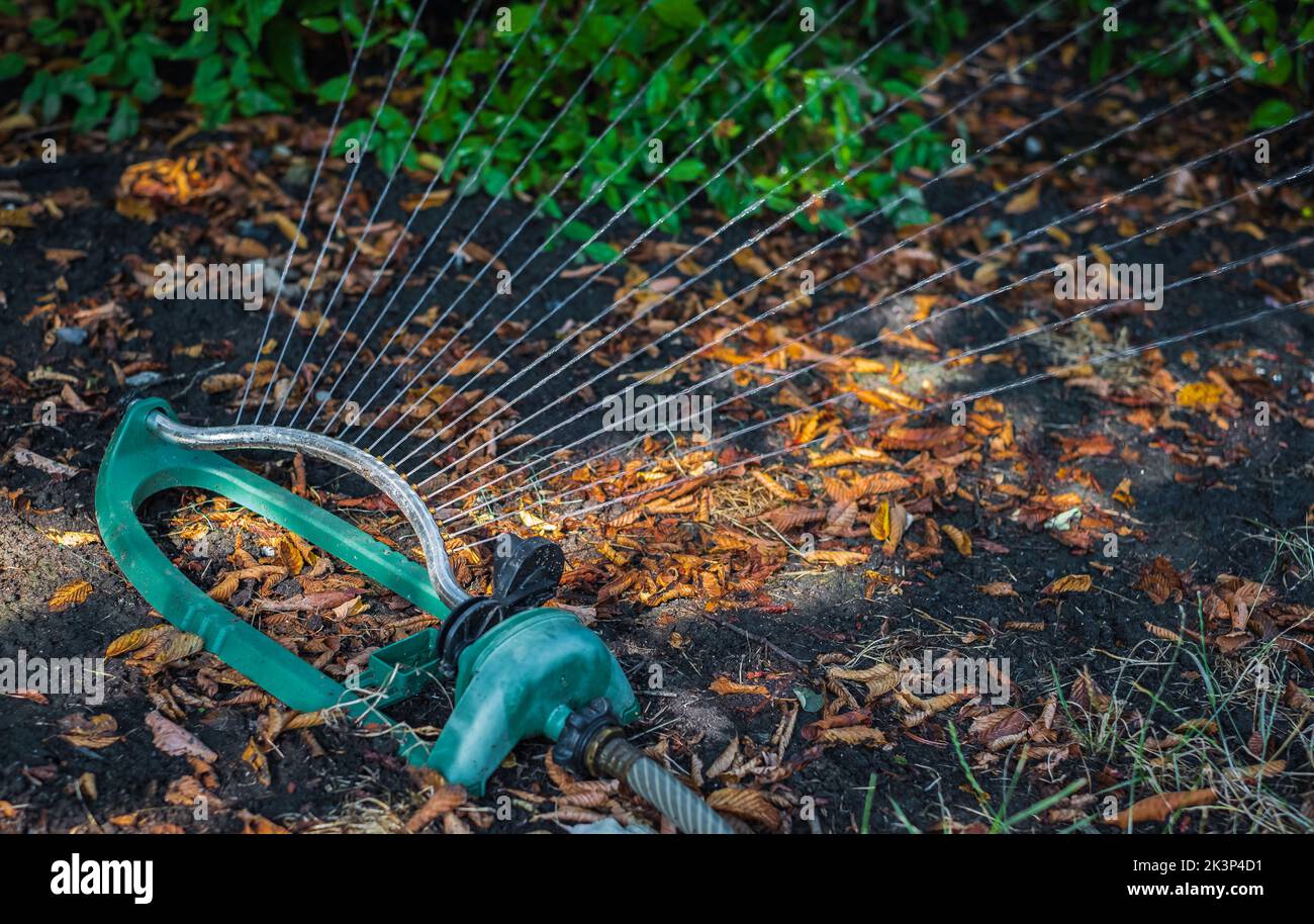 Irrigatore oscillante che innaffia erba verde fresca nel giardino autunnale. Vasca verde irrigatore oscillante. Nessuno, fuoco selettivo, foto di strada Foto Stock