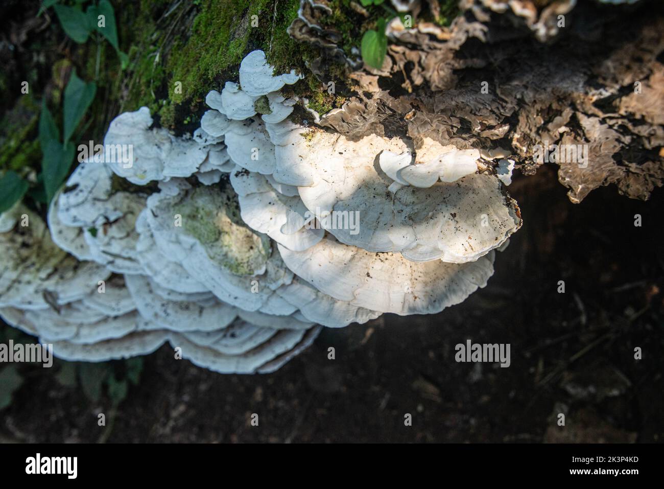 Vista laterale del fungo della coda di tacchino, Trametes versicolor, su un tronco caduto in Costa Rica Foto Stock