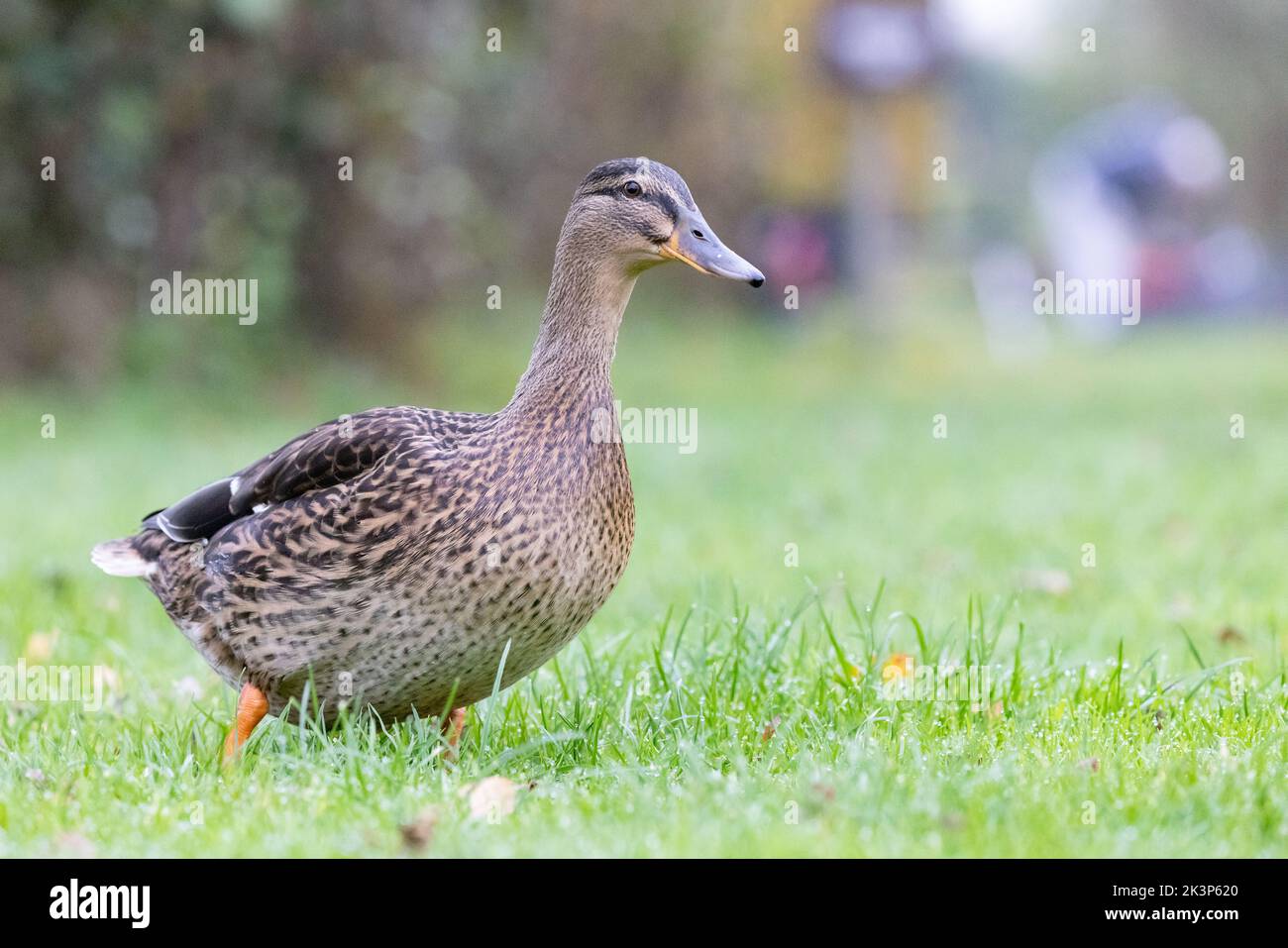 Femmina Mallard [ Anas platyrhynchos ] camminare sull'erba con il pescatore fuori fuoco in background Foto Stock