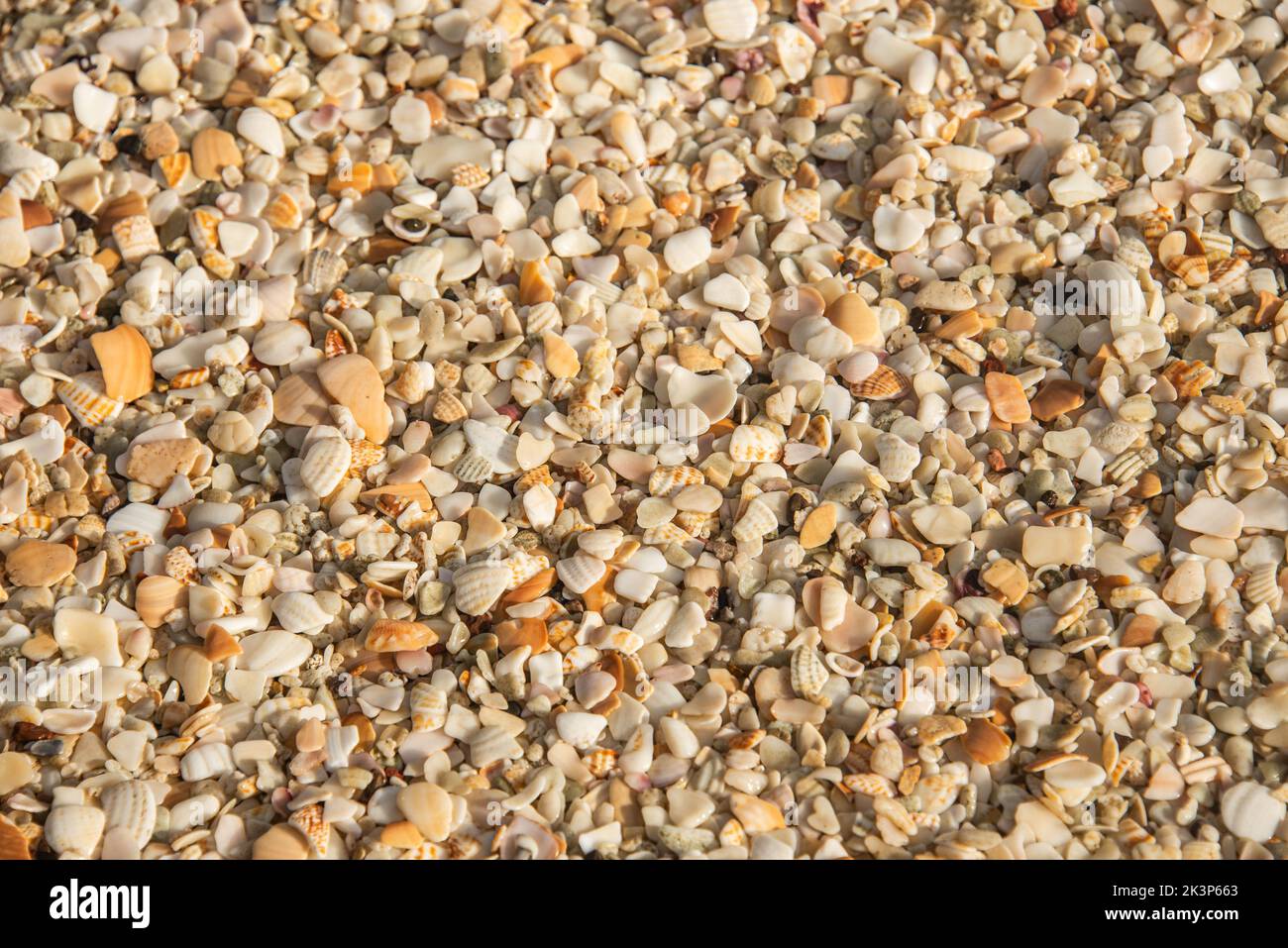 Conchiglie di mare a Playa Conchal, una spiaggia fatta di conchiglie, Guanacaste, Costa Rica Foto Stock