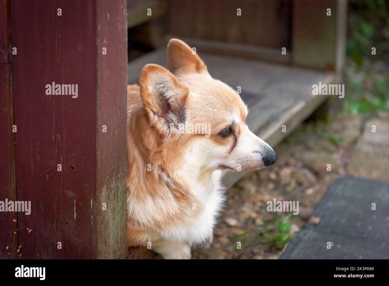 ritratto all'aperto di un corgi calmo e invecchiato che si trova fuori casa Foto Stock