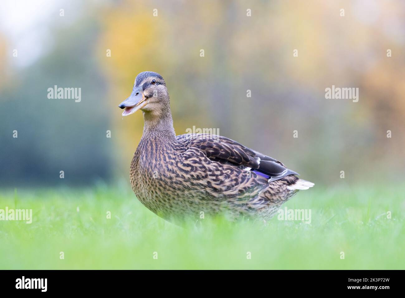 Femmina Mallard [ Anas platyrhynchos ] camminare sull'erba con sfondo e primo piano fuori fuoco Foto Stock