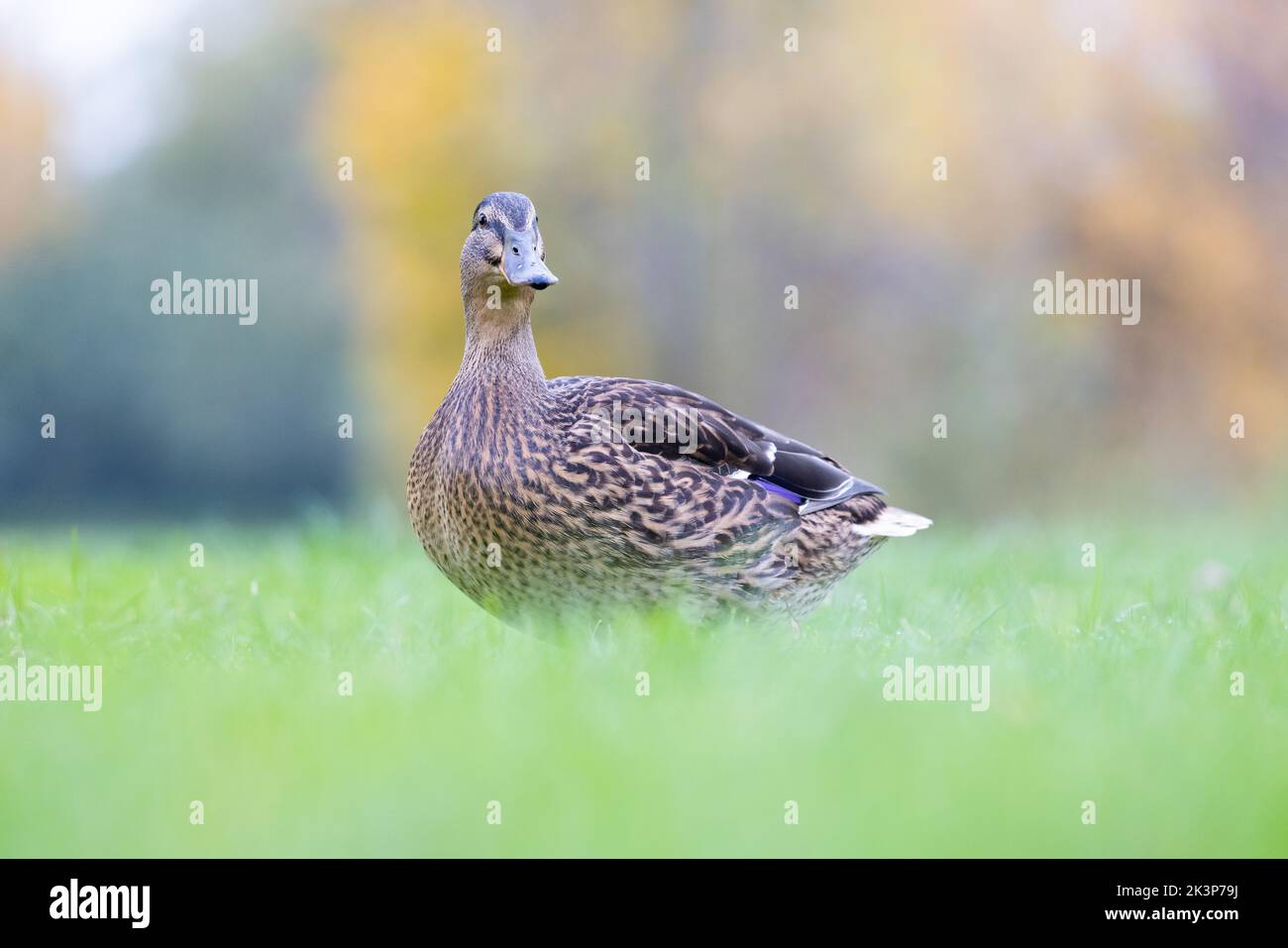 Femmina Mallard [ Anas platyrhynchos ] camminare sull'erba con sfondo e primo piano fuori fuoco Foto Stock