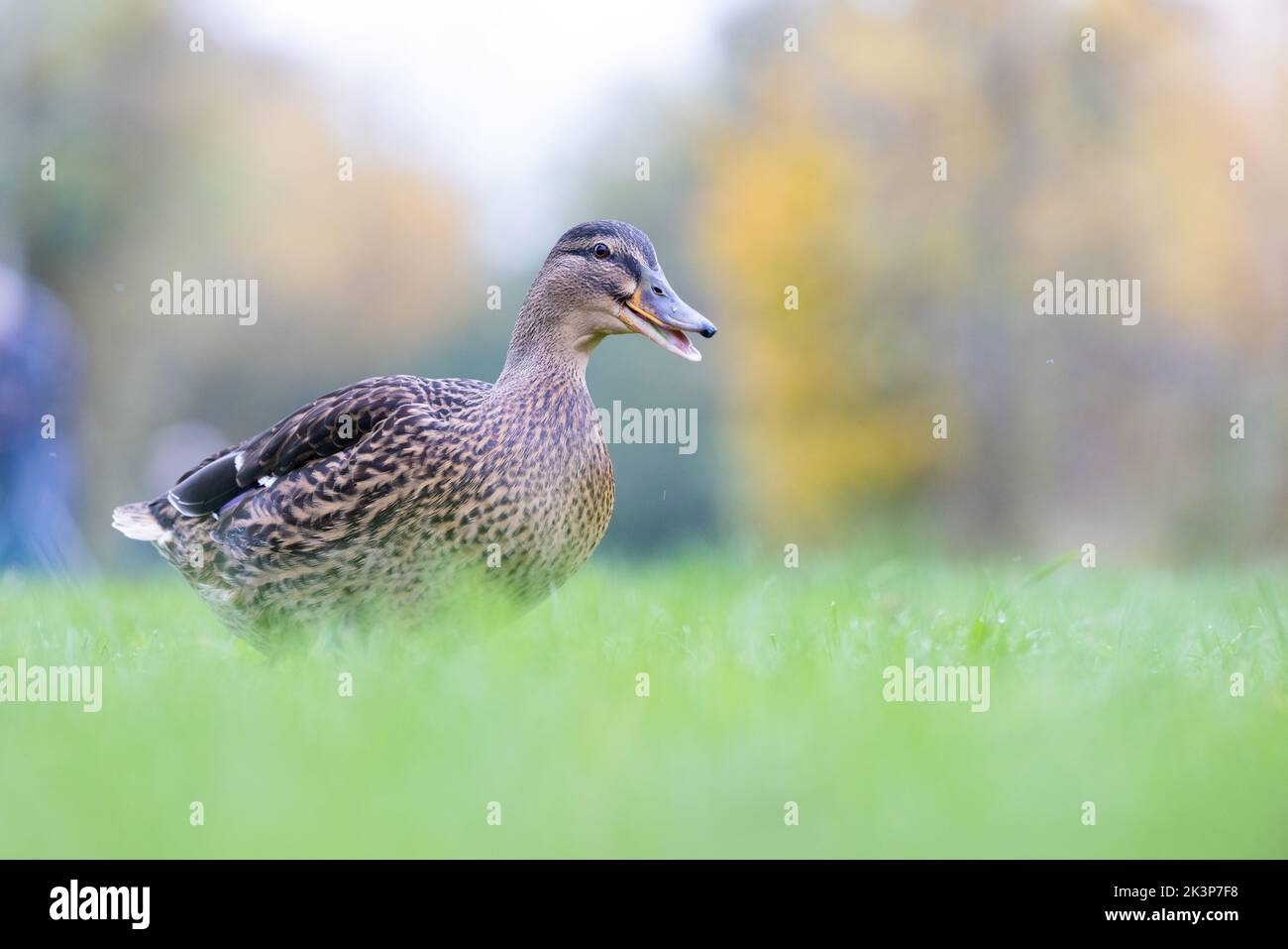 Femmina Mallard [ Anas platyrhynchos ] camminare sull'erba con sfondo e primo piano fuori fuoco Foto Stock