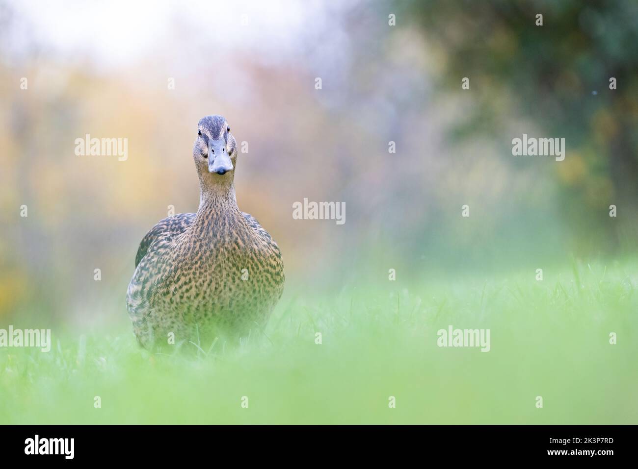 Femmina Mallard [ Anas platyrhynchos ] camminare sull'erba con sfondo e primo piano fuori fuoco Foto Stock