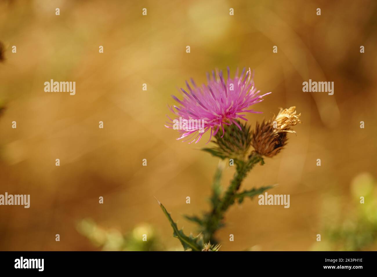 Violetta cardo fiore pianta cresce in giardino d'autunno soleggiato. Foto Stock